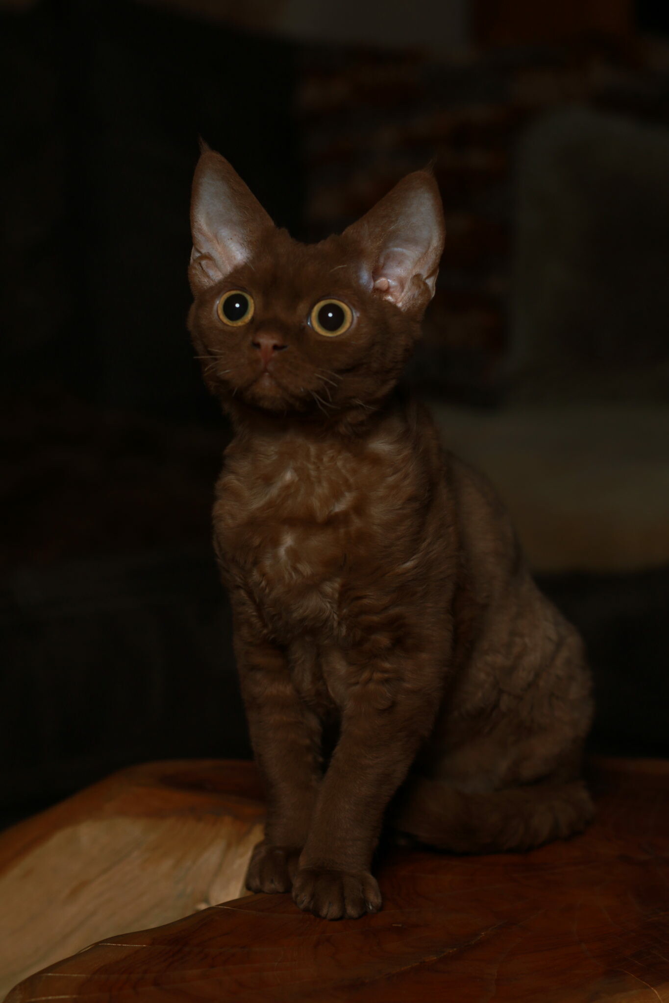 Chocolate, Devon Rex Wallpaper, 1370x2050 HD Phone