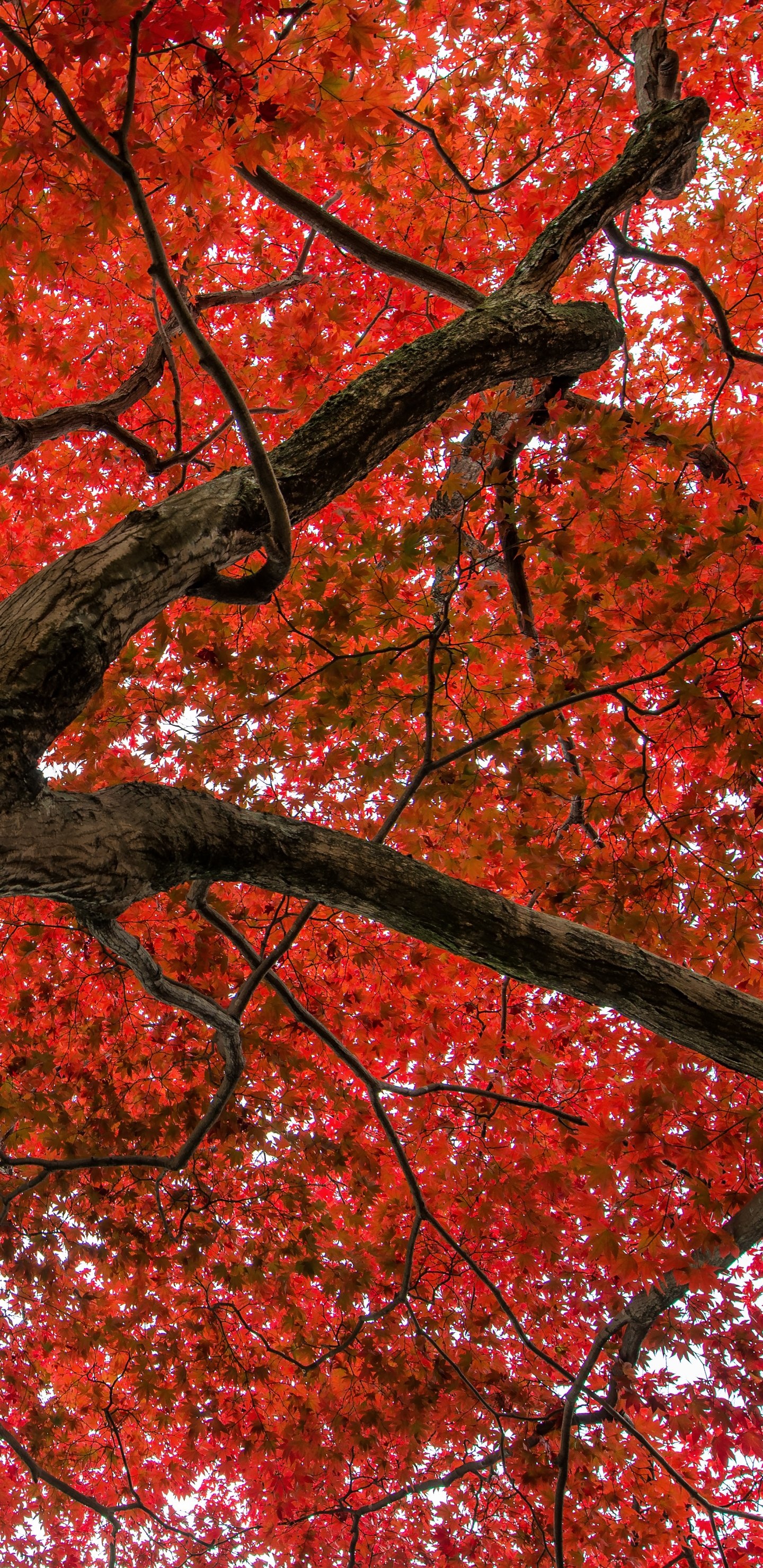 Earth maple tree, Nature's connection, Grounded beauty, Rooted in nature, 1440x2960 HD Phone