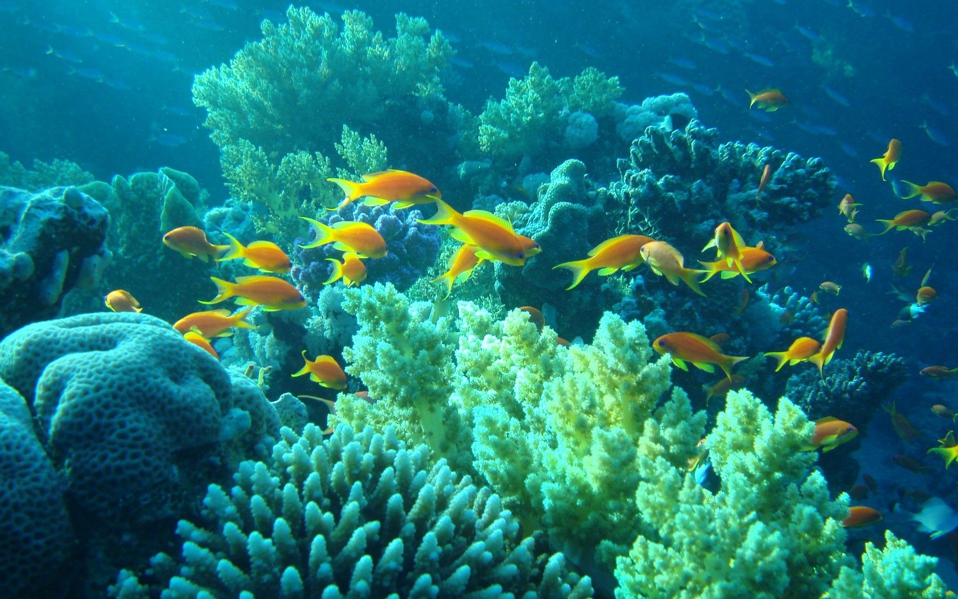 Orange anthias shoal, Branching Acropora coral, Soft coral colonies, Brain coral boulder, HD Desktop wallpaper