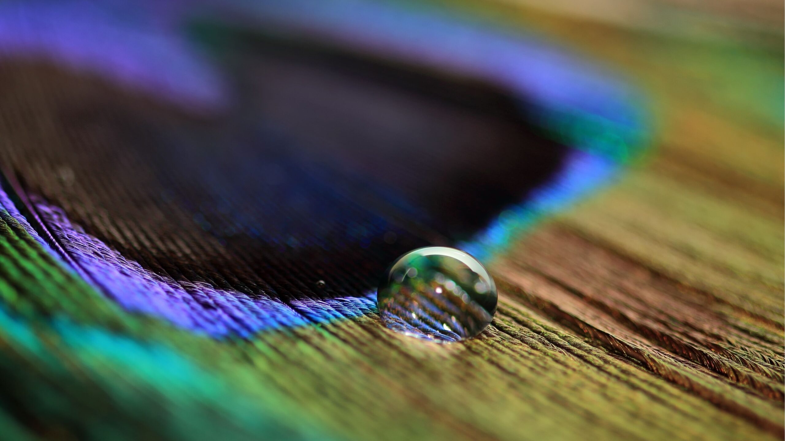 Macro water droplet, Peacock feather eye, Iridescent feather barbules, HD Desktop wallpaper