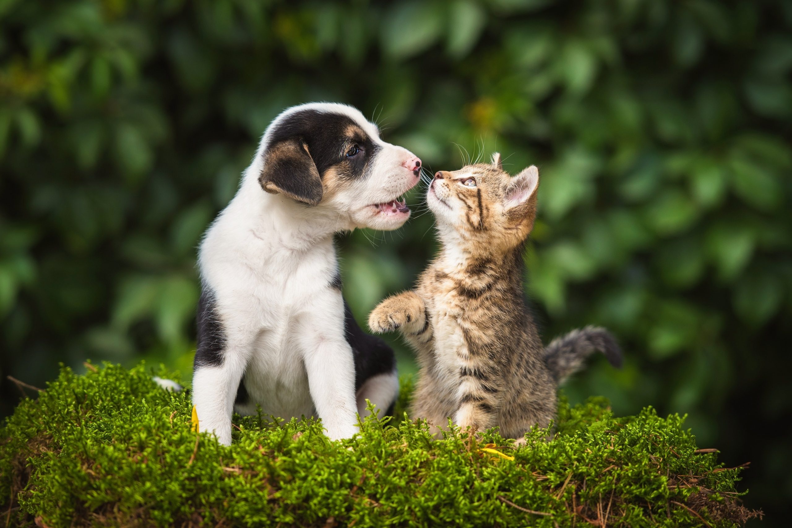 Tricolor crossbreed puppy, Brown tabby kitten, Mossy outdoor mound, HD Desktop wallpaper