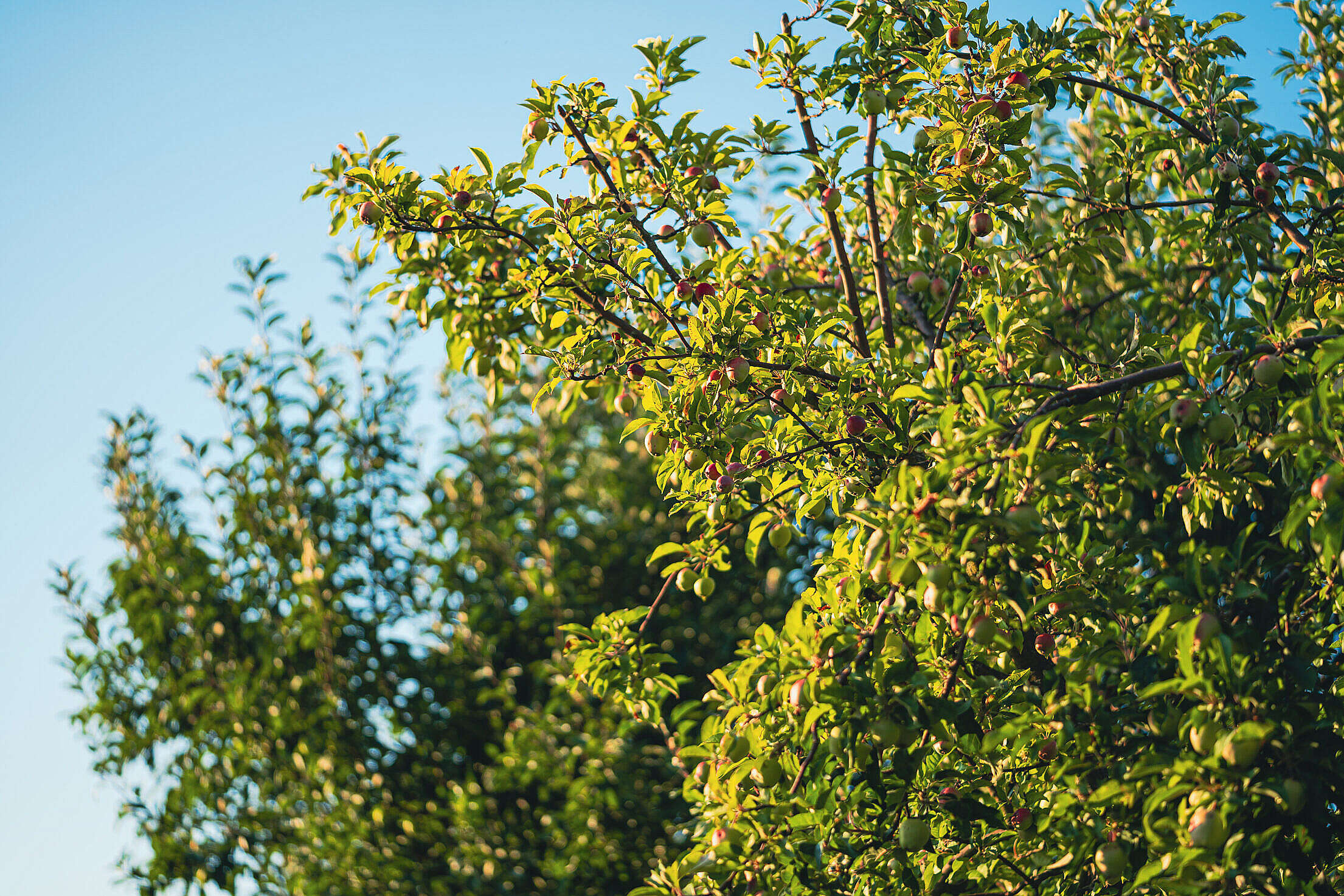 Apple Tree, Stock photo, Picjumbo, Free, 2210x1480 HD Desktop