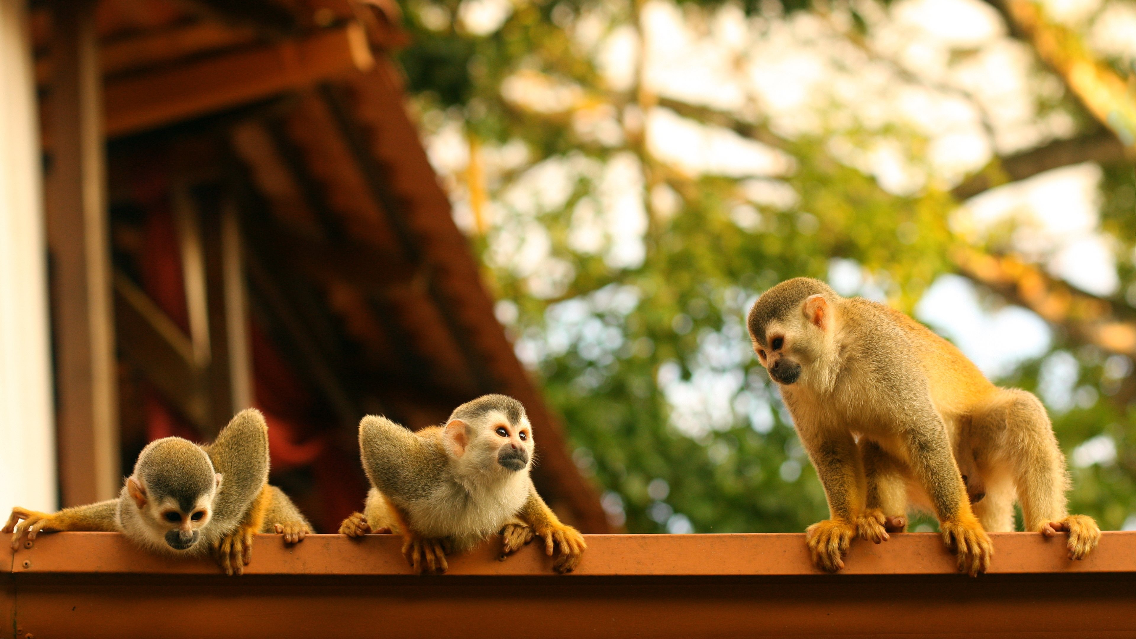 4K monkey wallpapers, Background images, 50 monkey, 3840x2160 4K Desktop
