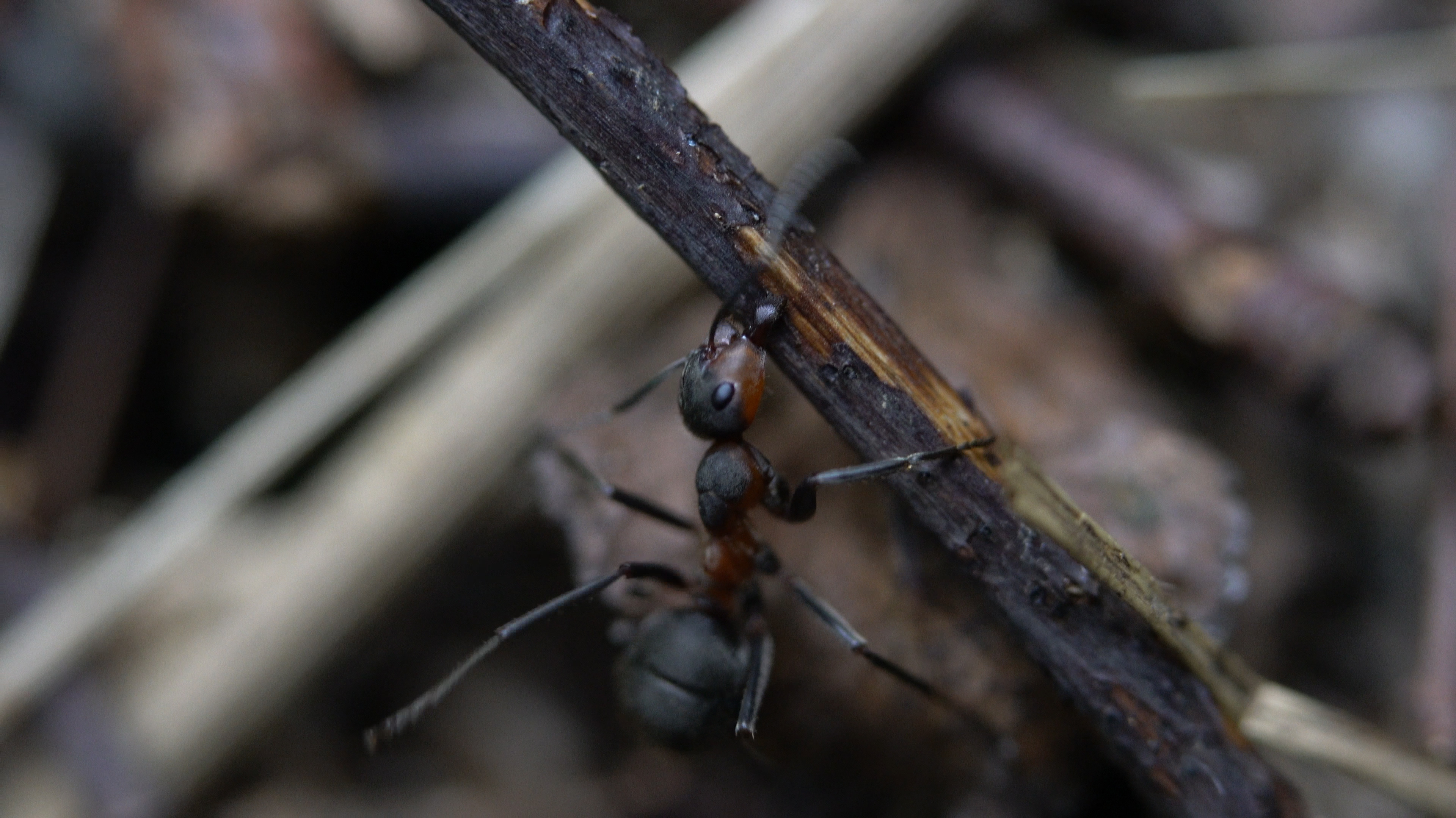 Red wood ant, Ant Wallpaper, 3840x2160 4K Desktop