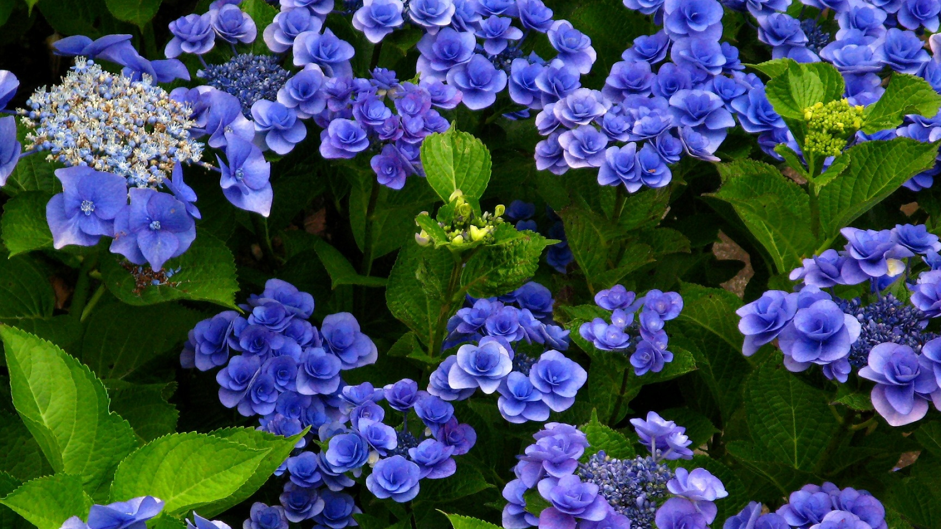 Bushes, Hydrangea Wallpaper, 1920x1080 Full HD Desktop