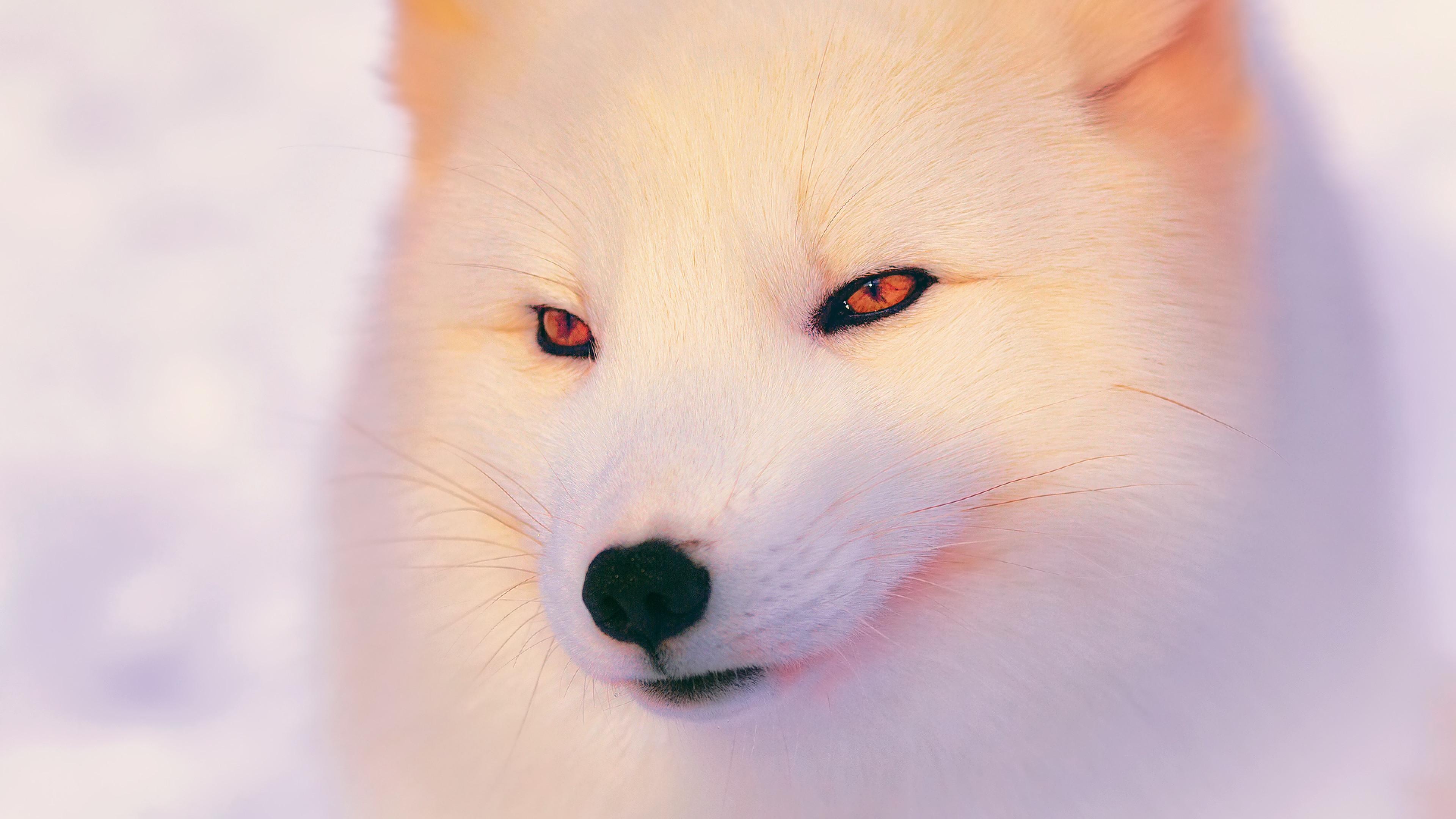 Cute Snow Fox, Popular wallpapers, Snowy backgrounds, Adorable fox, 3840x2160 4K Desktop