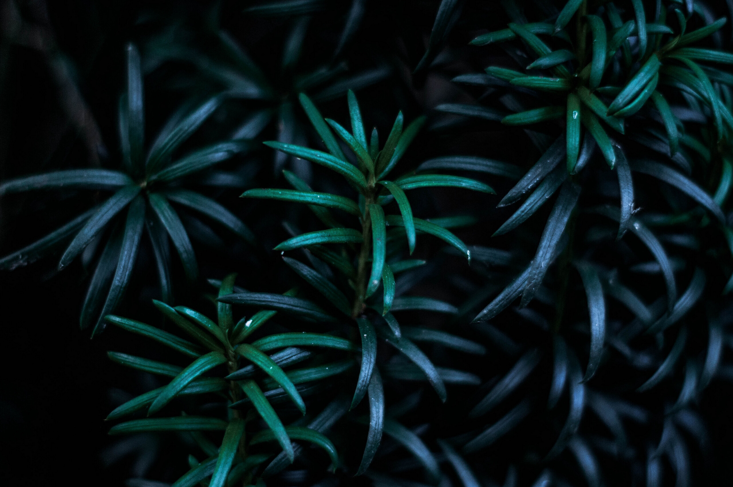 Leaf branches darkness, Nature's beauty, 2560x1700 HD Desktop