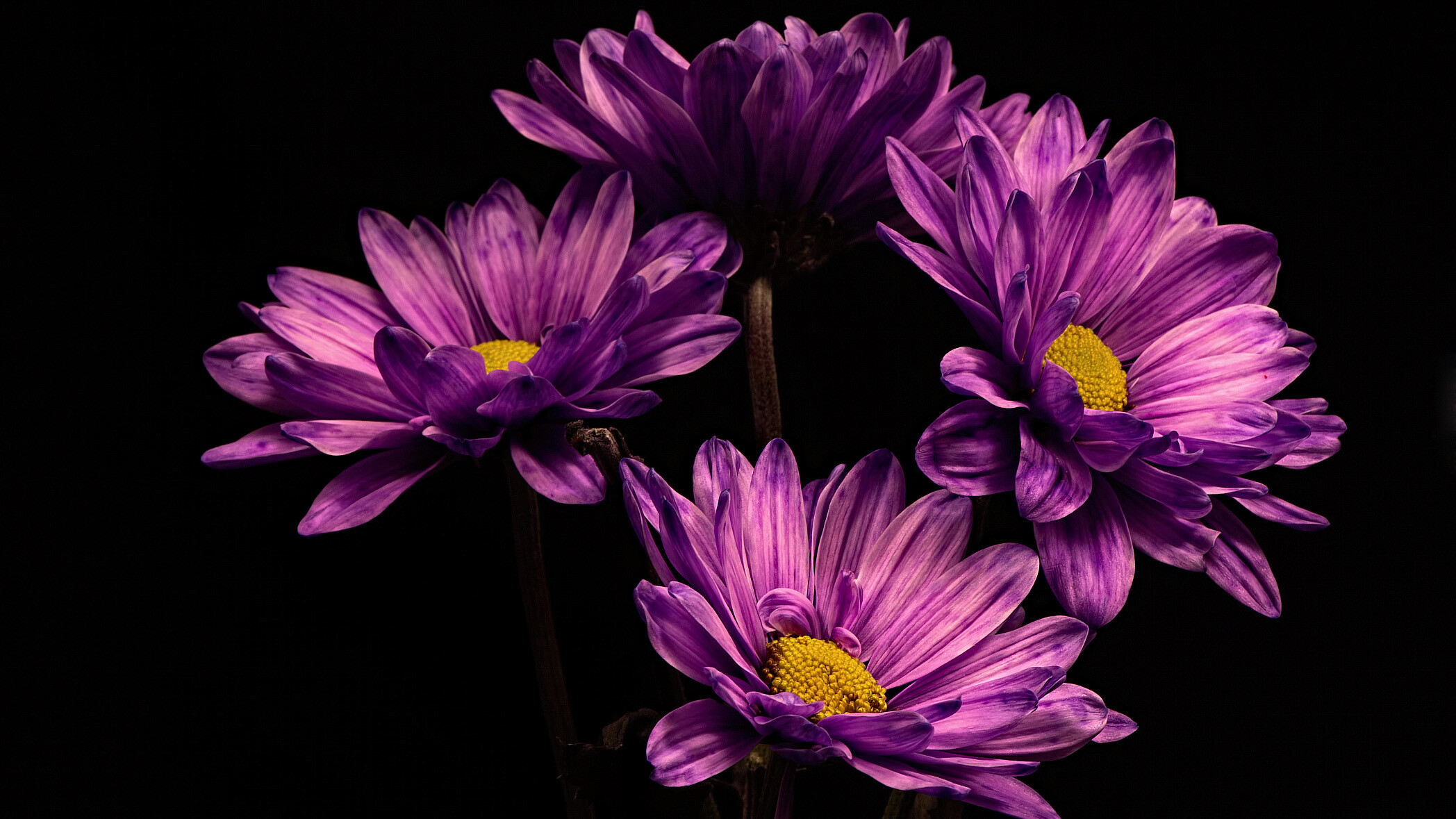 Chrysanthemum, High-quality wallpaper, Vibrant flowers, Natural elegance, 2100x1180 HD Desktop