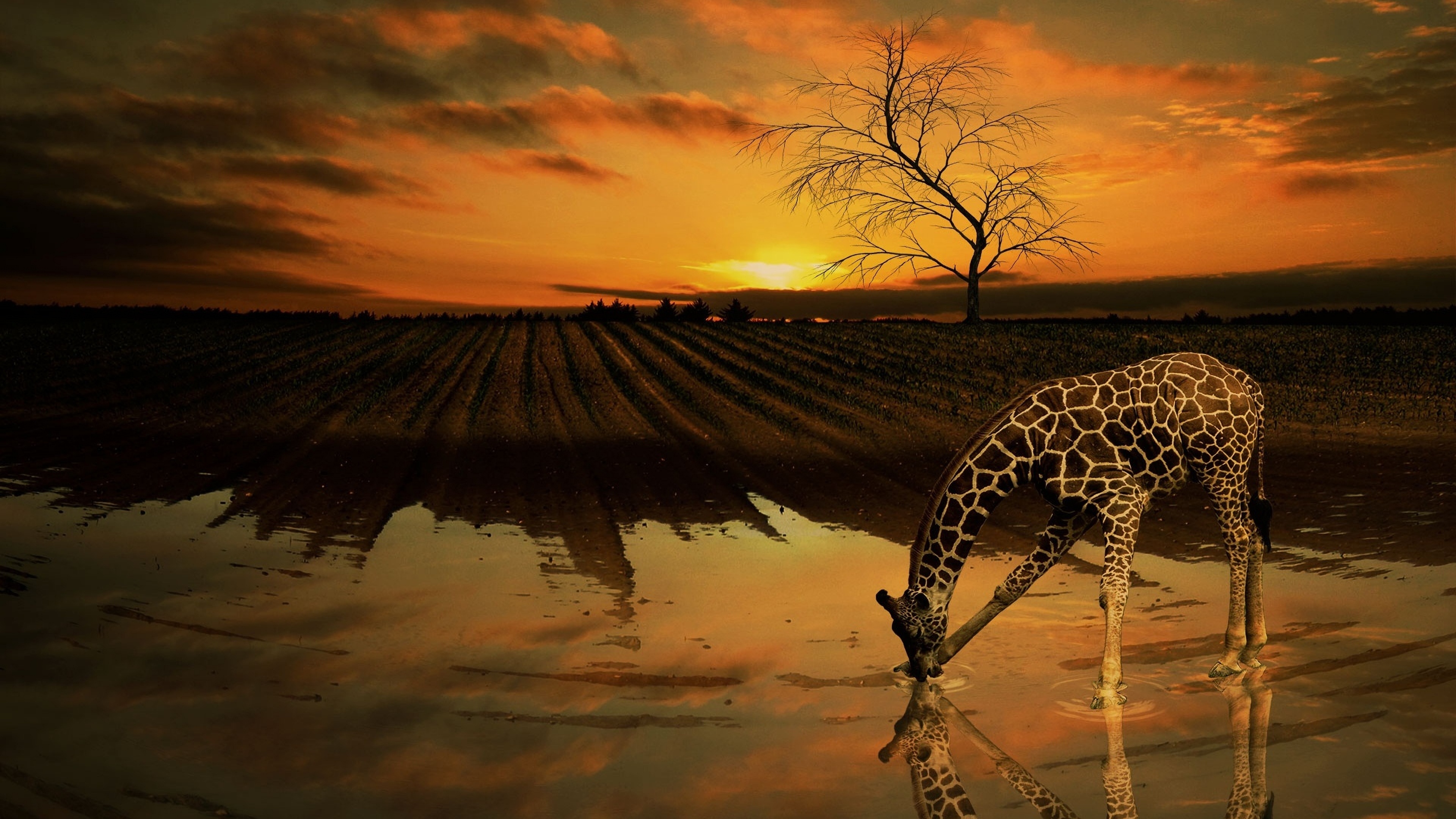 Free-spirited giraffes, 4k wallpaper beauty, Boundless joy, Nature's delight, 3840x2160 4K Desktop