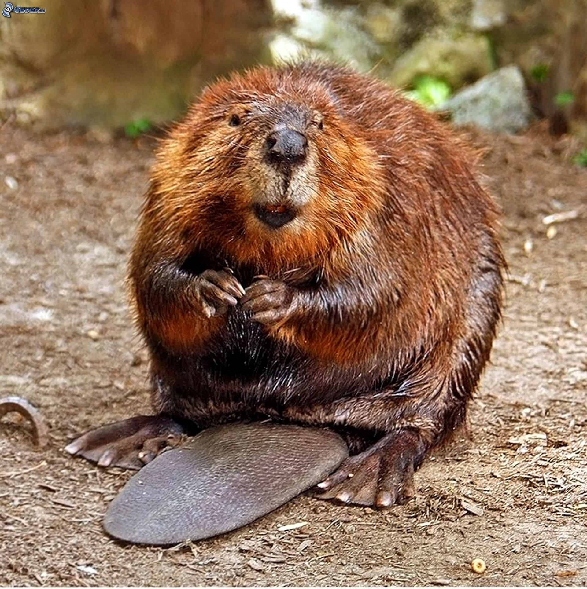 The American, Beavers Wallpaper, 1920x1930 HD Phone