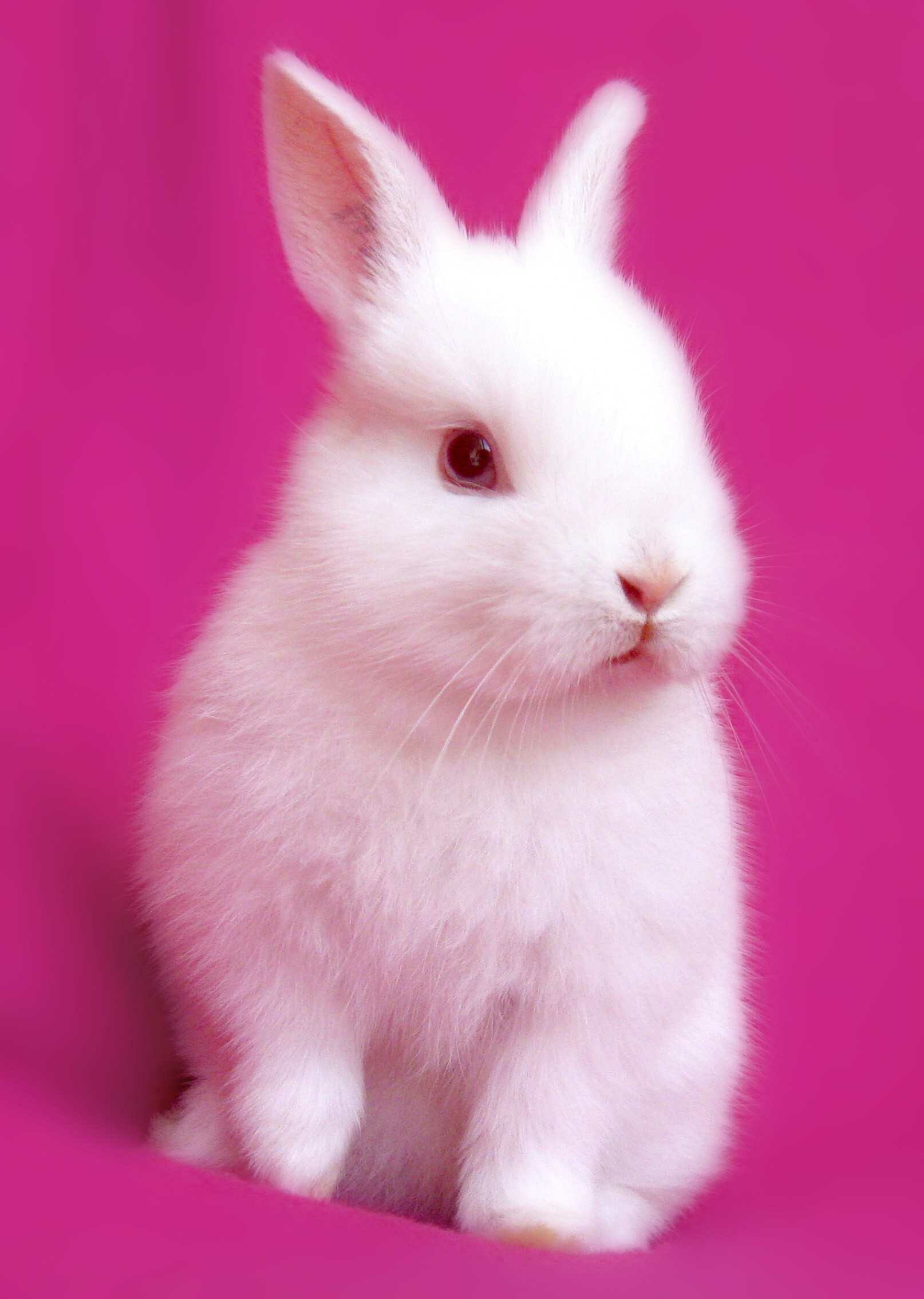 Phone bunny wallpaper, Cute rabbit, Furry friend, Adorable pet, 1620x2270 HD Phone