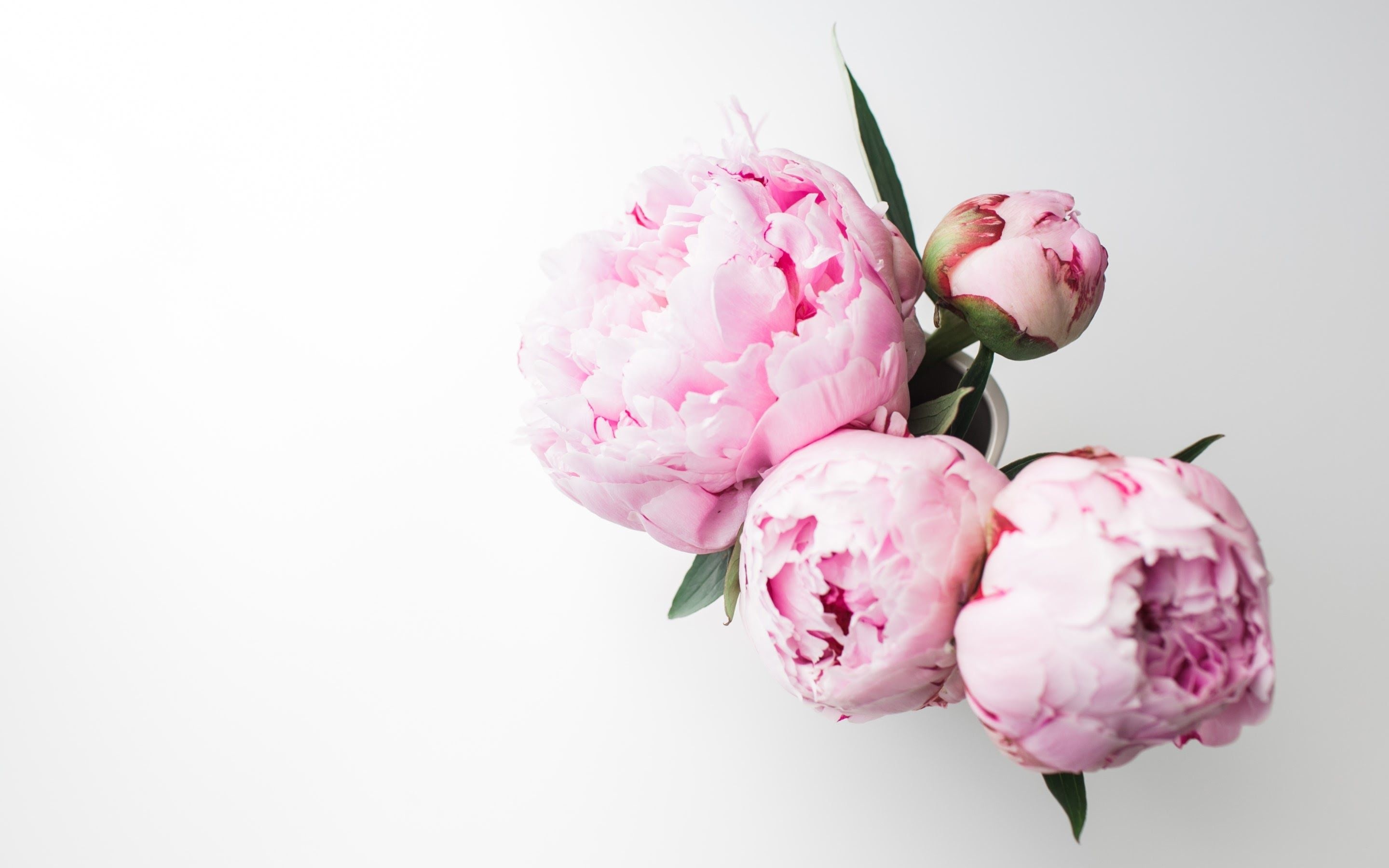 Pink peonies in white vase, Unopened peony bud, Minimal white background, HD Desktop wallpaper