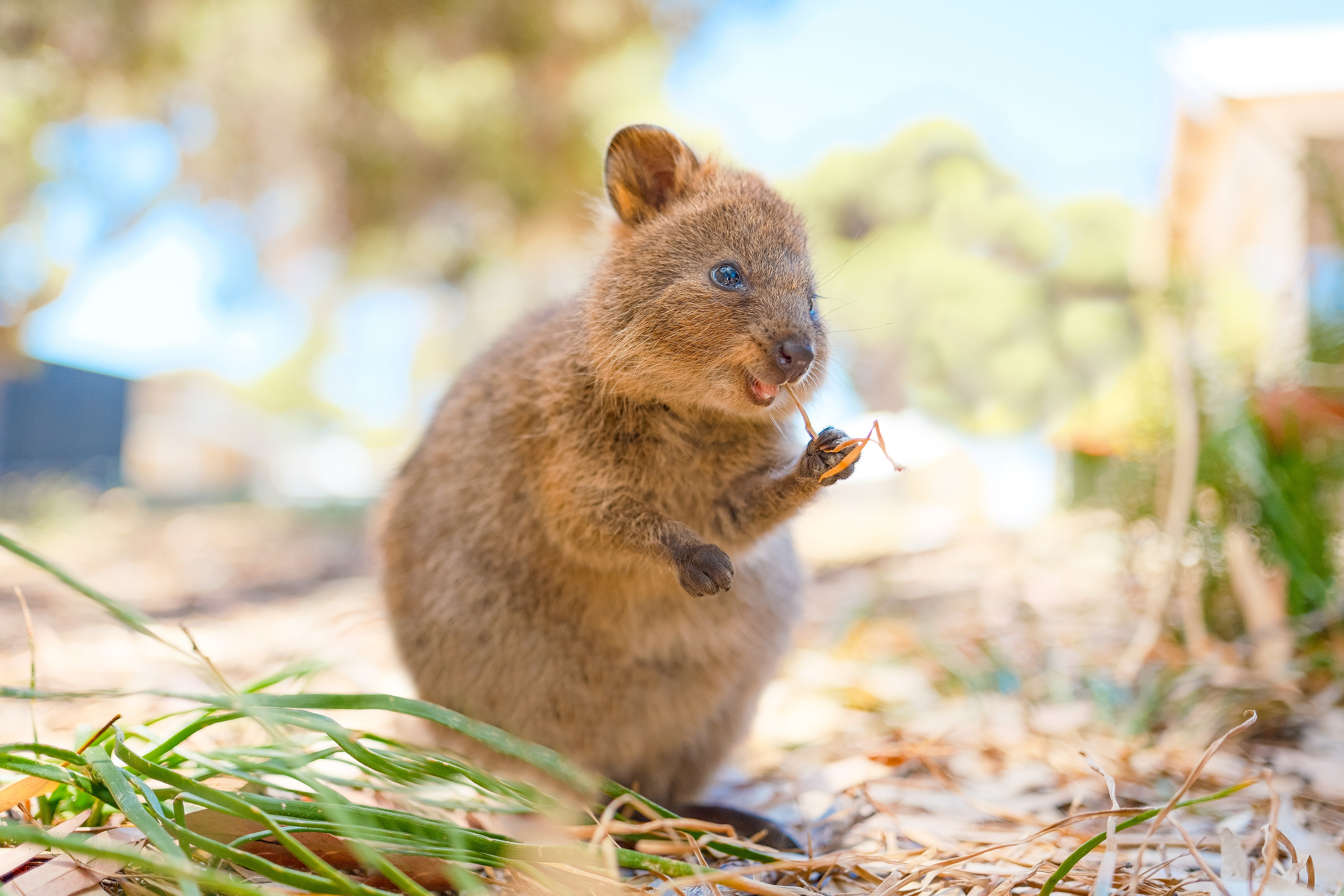 Quokka, Dried twig, Sunlit grassy ground, HD Desktop wallpaper