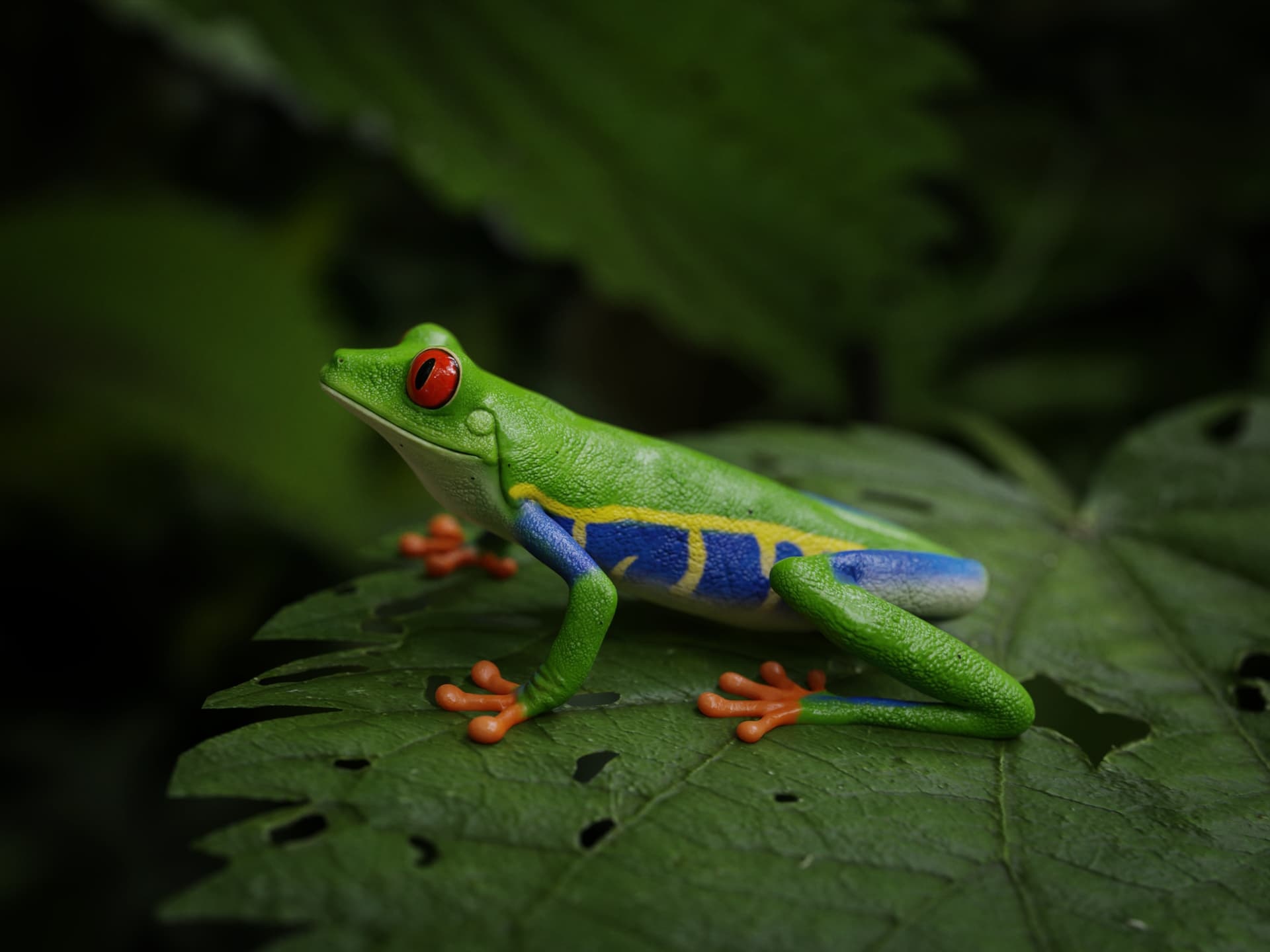 Red Eyed Tree Frog, Blender artists' community, Creative achievement, Digital artwork, 1920x1440 HD Desktop