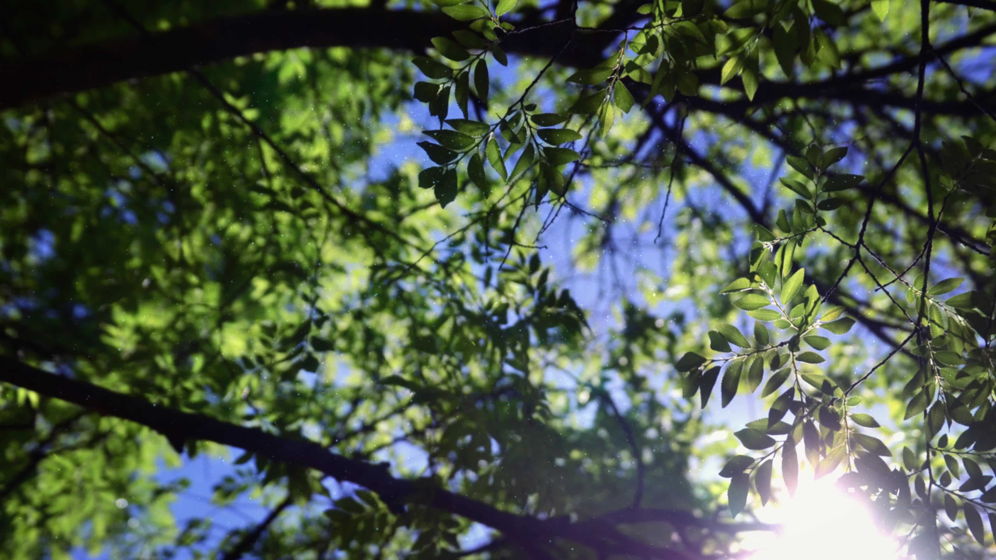 Trees in the forest, 4K background, Nature's tranquility, Stock video, 3840x2160 4K Desktop