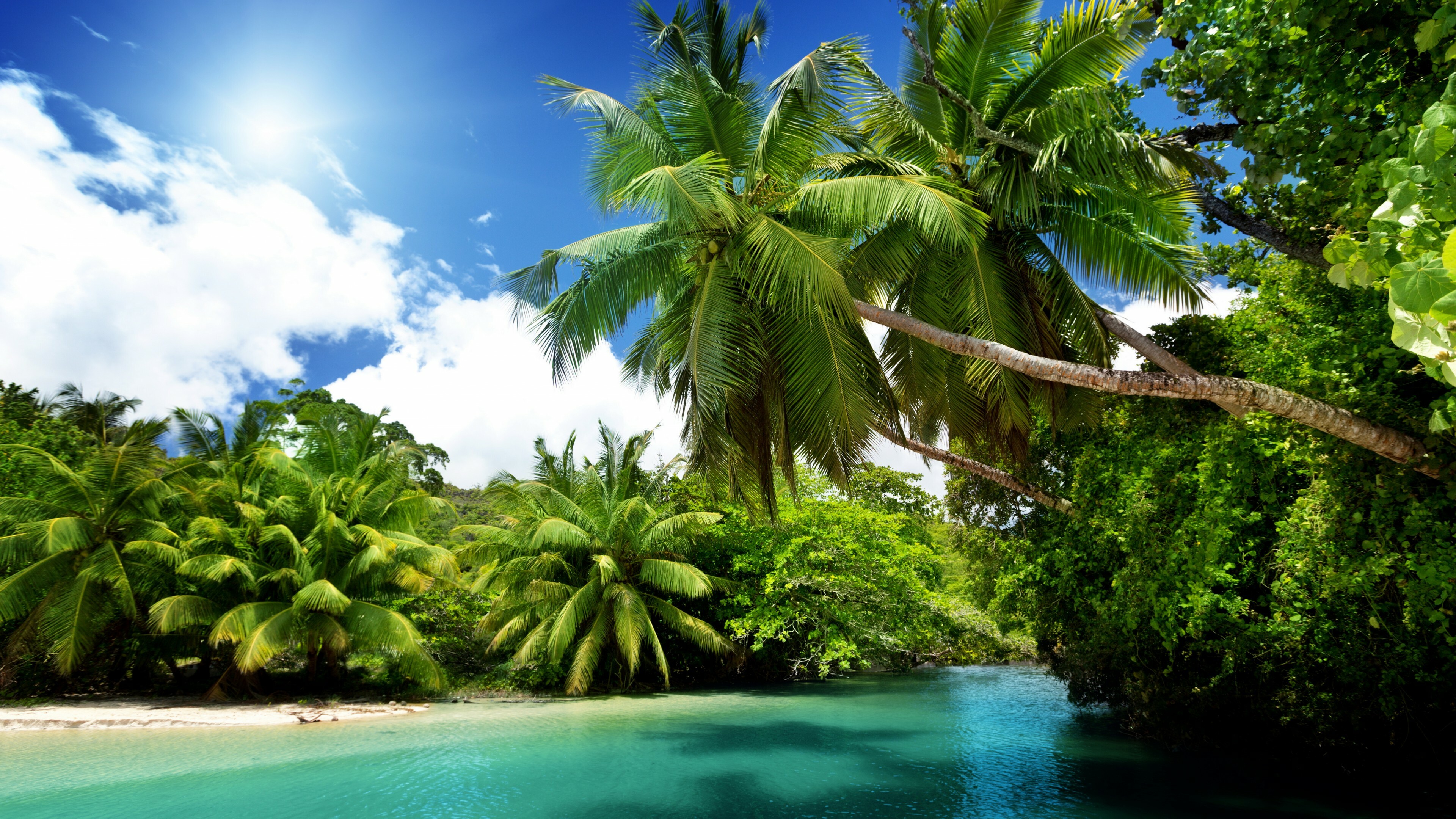 Nature's PC wallpaper, Beach palm tree, 4K beauty, Serene oasis, 3840x2160 4K Desktop