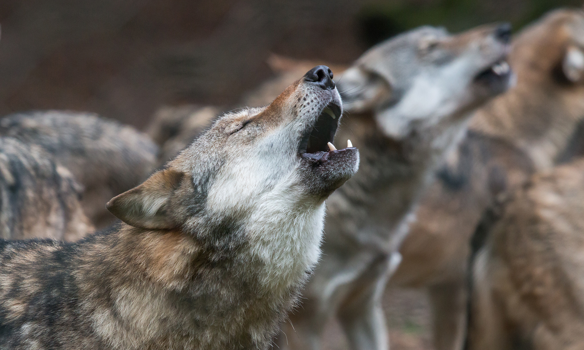 Howling Wolf, Wolves howling at the moon, 2000x1200 HD Desktop