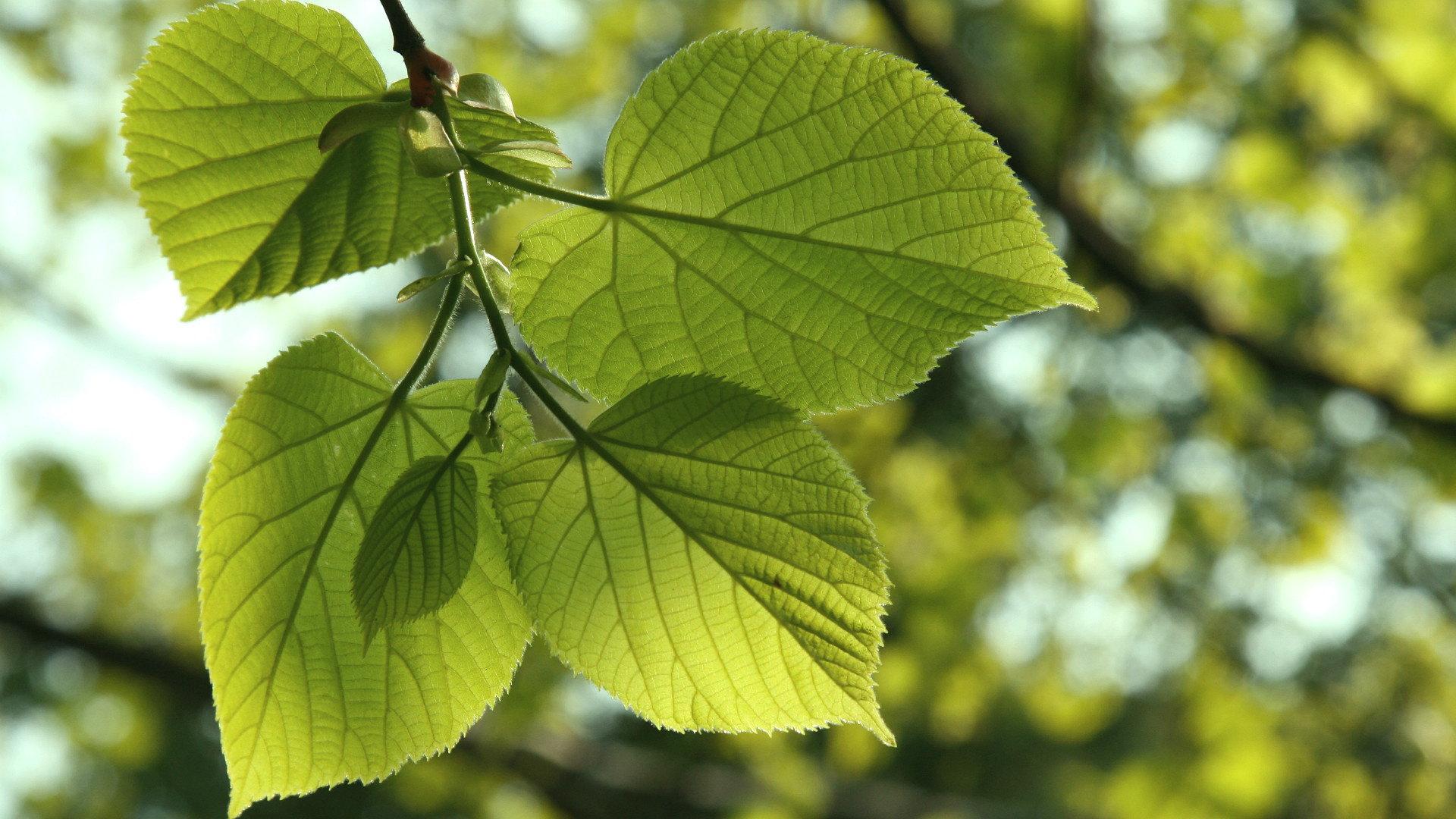 Linden tree, Tree of love, Arbor day blog, 1920x1080 Full HD Desktop