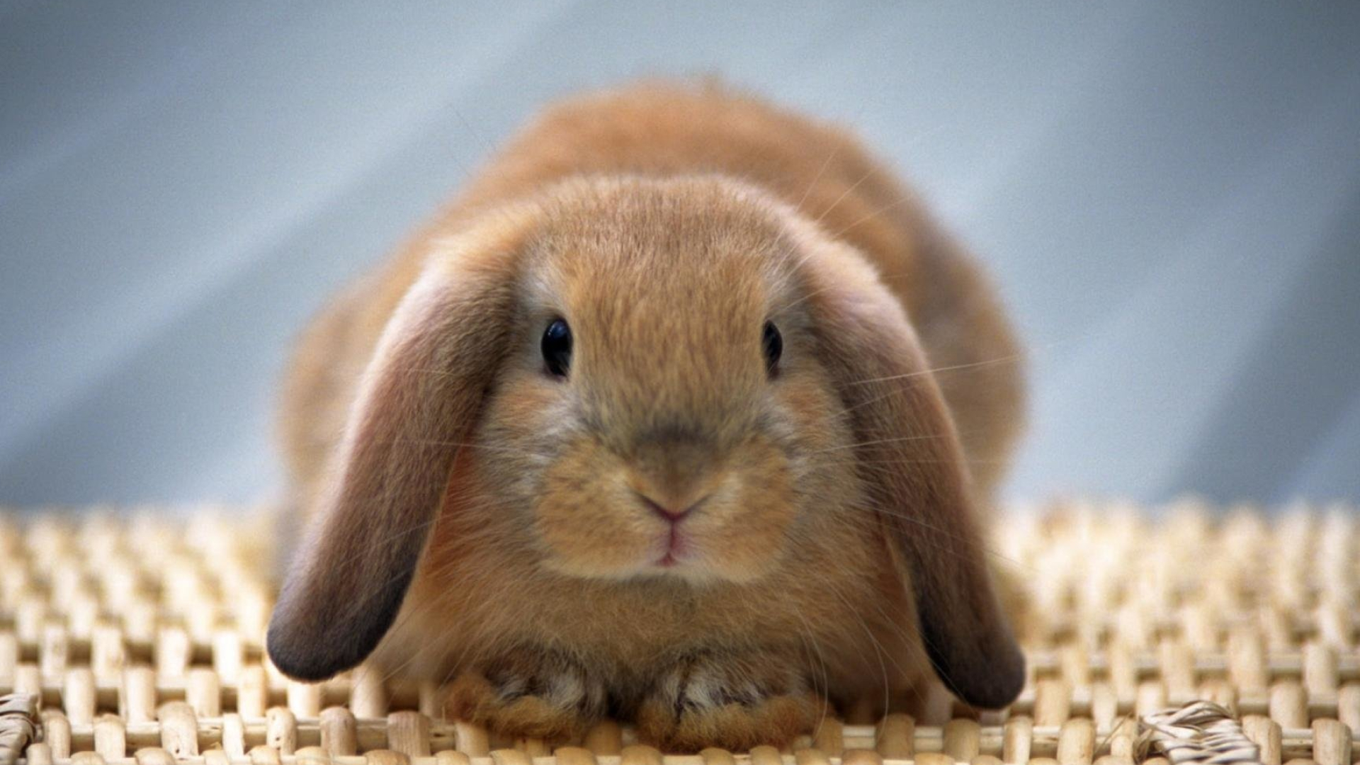 Bunny, Full HD wallpaper, Rabbit and bunny, Cute animals, 1920x1080 Full HD Desktop