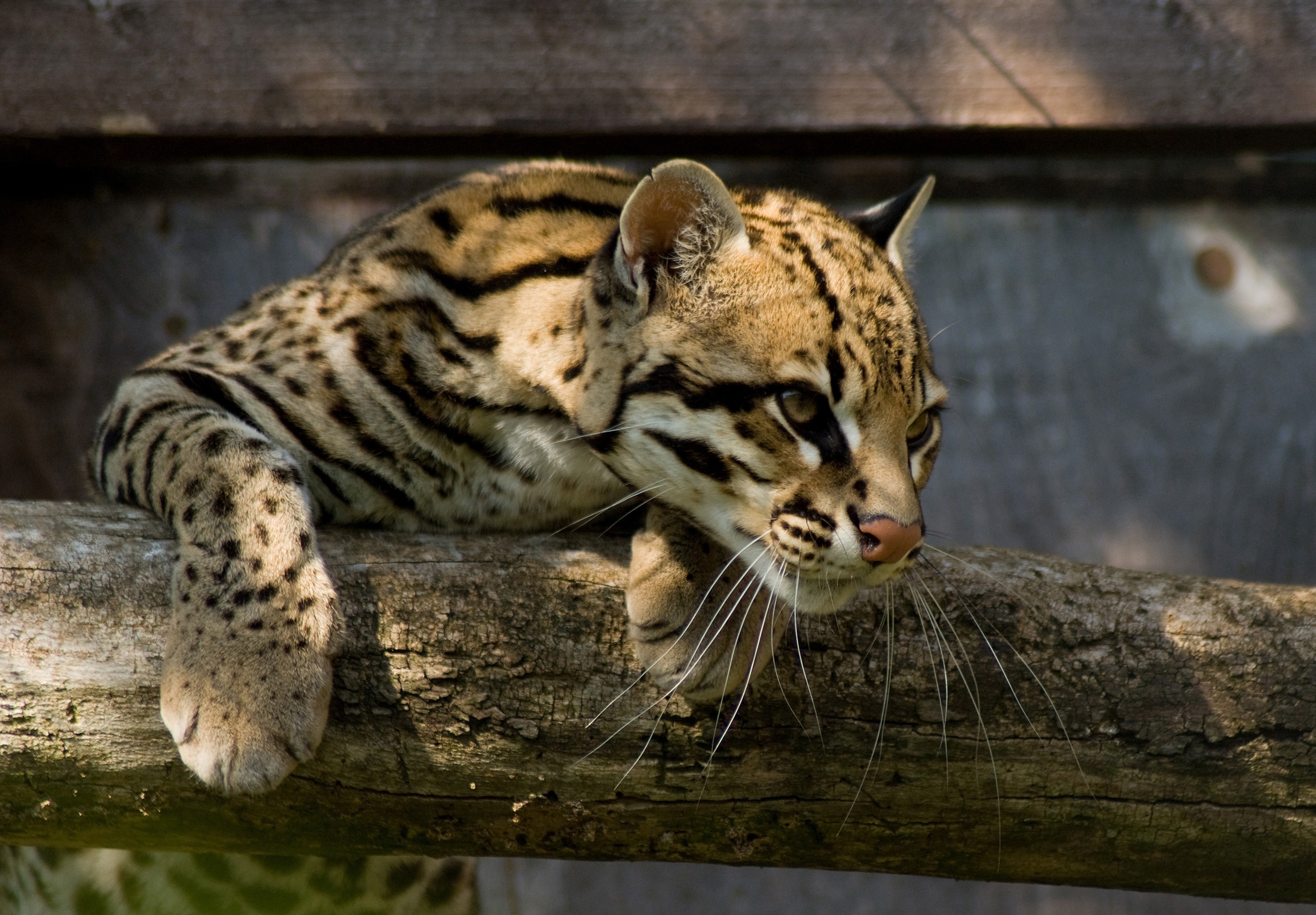 Ocelot, Desktop wallpaper, Nature's beauty, Feline elegance, 3000x2090 HD Desktop