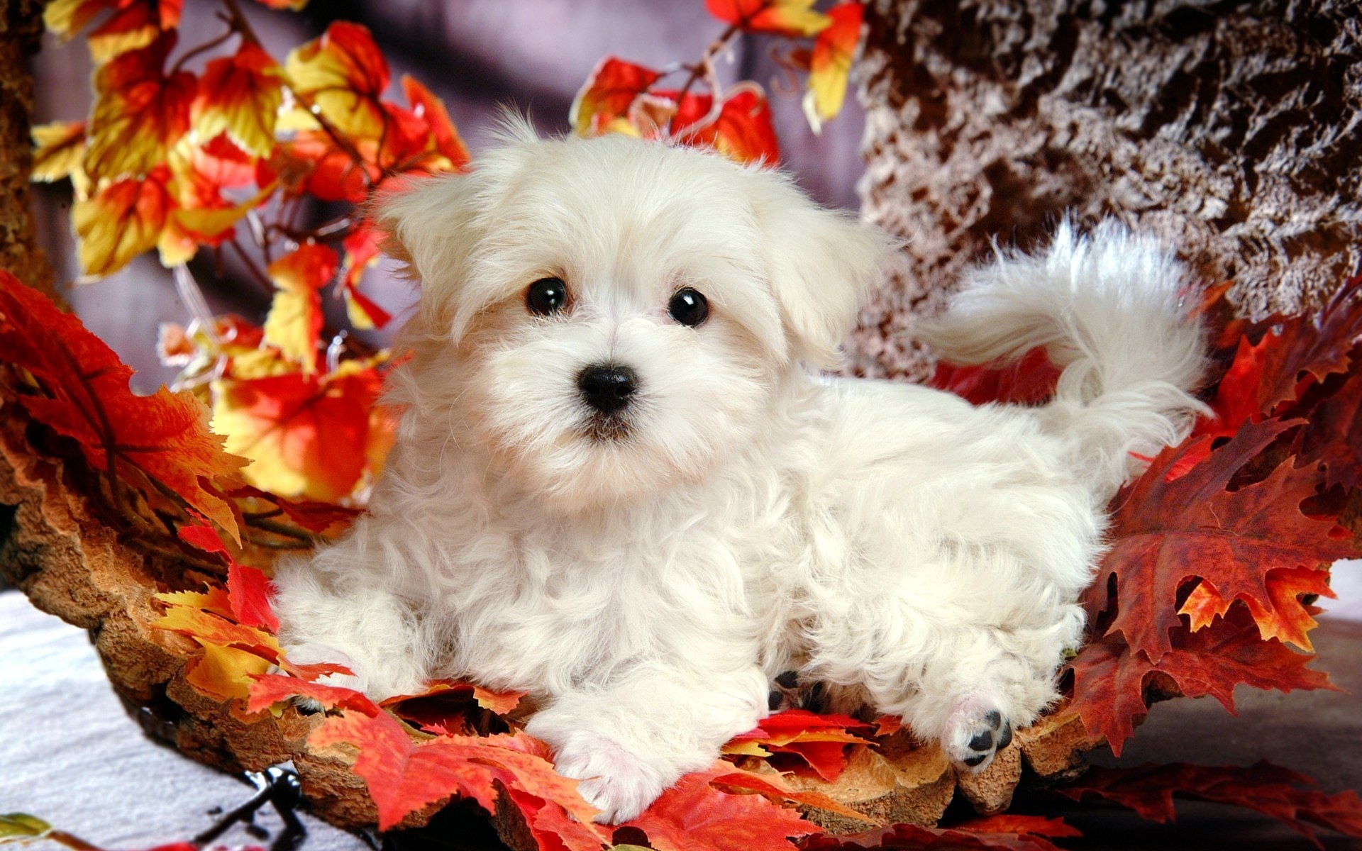 Bolognese Dog, Fall animal wallpapers, Popular backgrounds, 1920x1200 HD Desktop