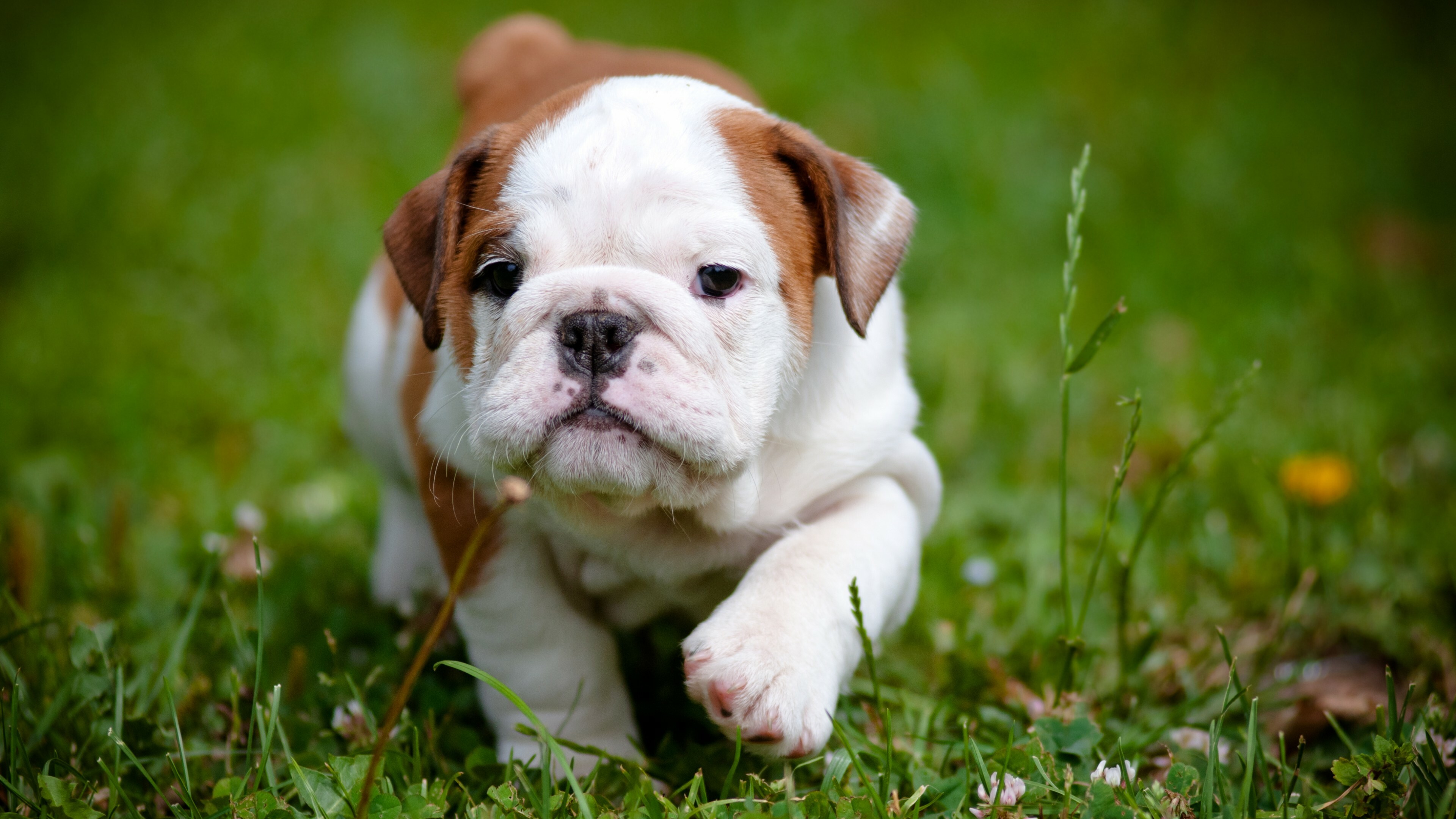 Bulldog, Puppies Wallpaper, 3840x2160 4K Desktop