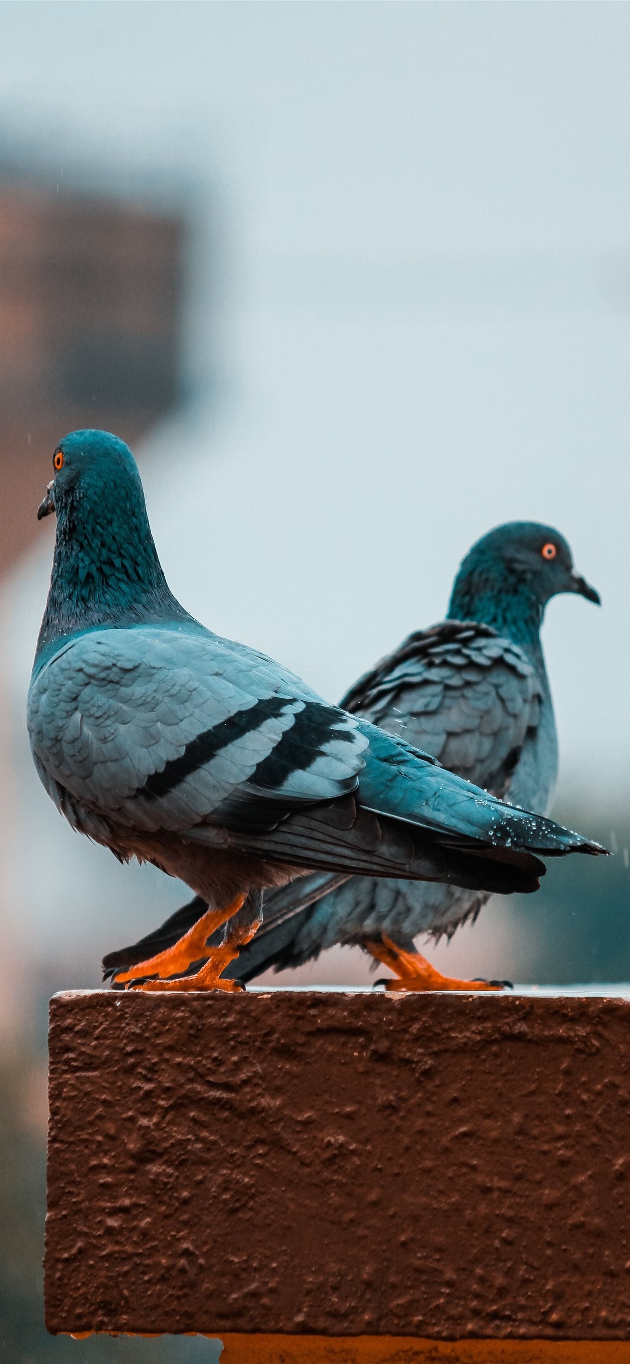 iPhone wallpapers, Pigeon pictures, Free downloads, High-quality imagery, 1290x2780 HD Phone