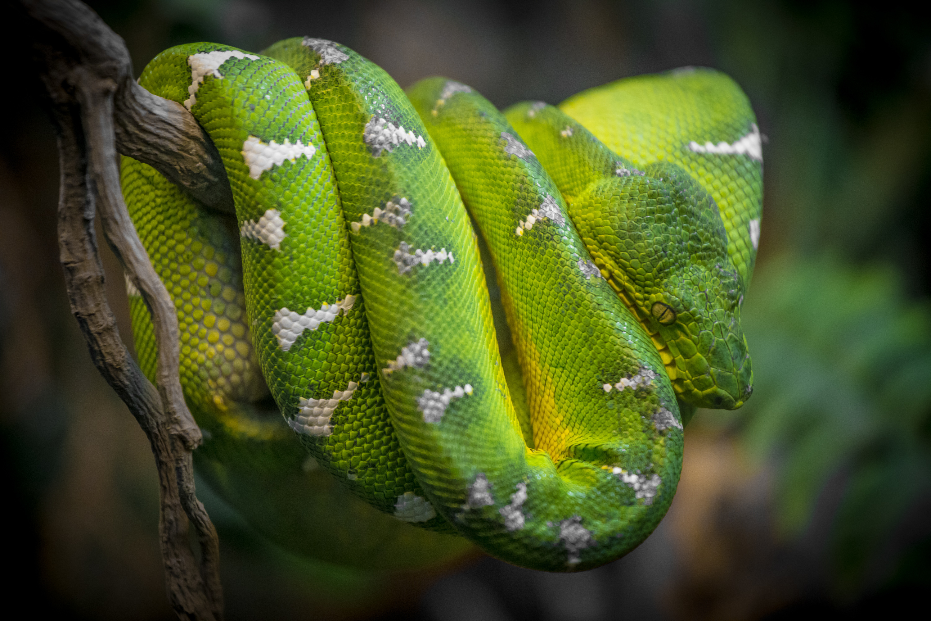 Boa Constrictor, Best boa constrictor photos, Download Pexels stock photos, 3000x2000 HD Desktop