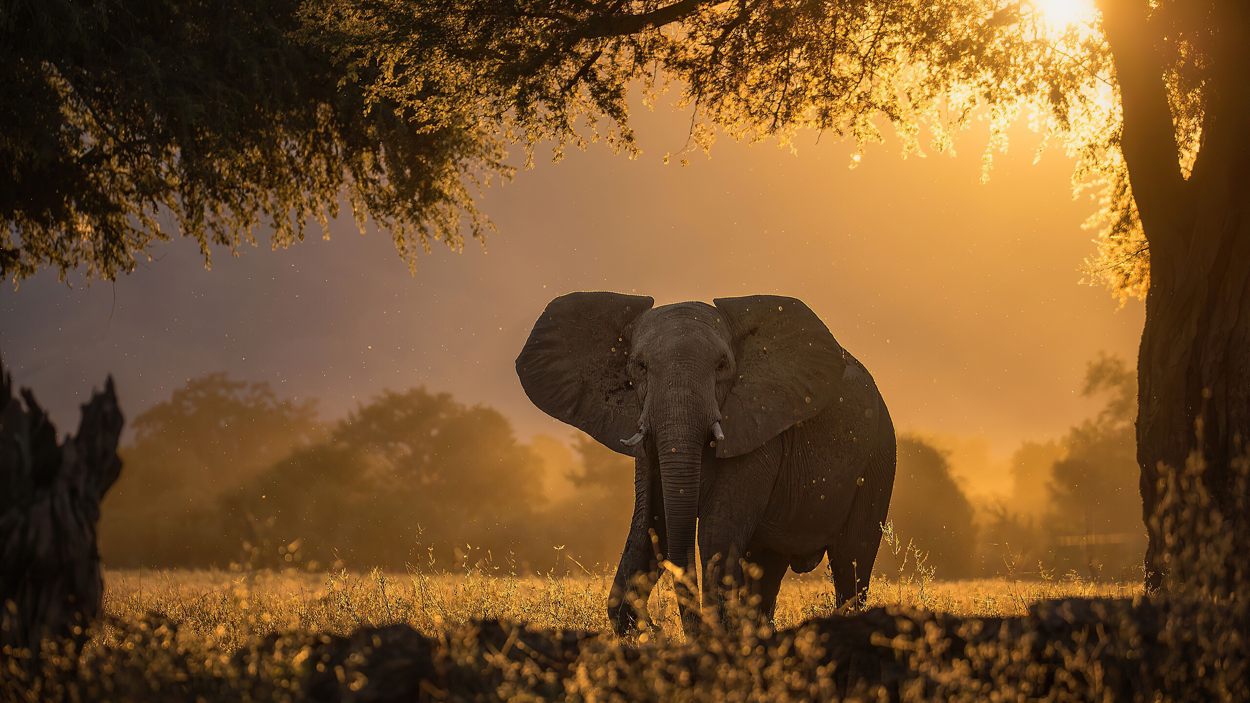 Elephants in nature, Majestic creatures, Sunbeams through the forest, HD backgrounds, 2560x1440 HD Desktop