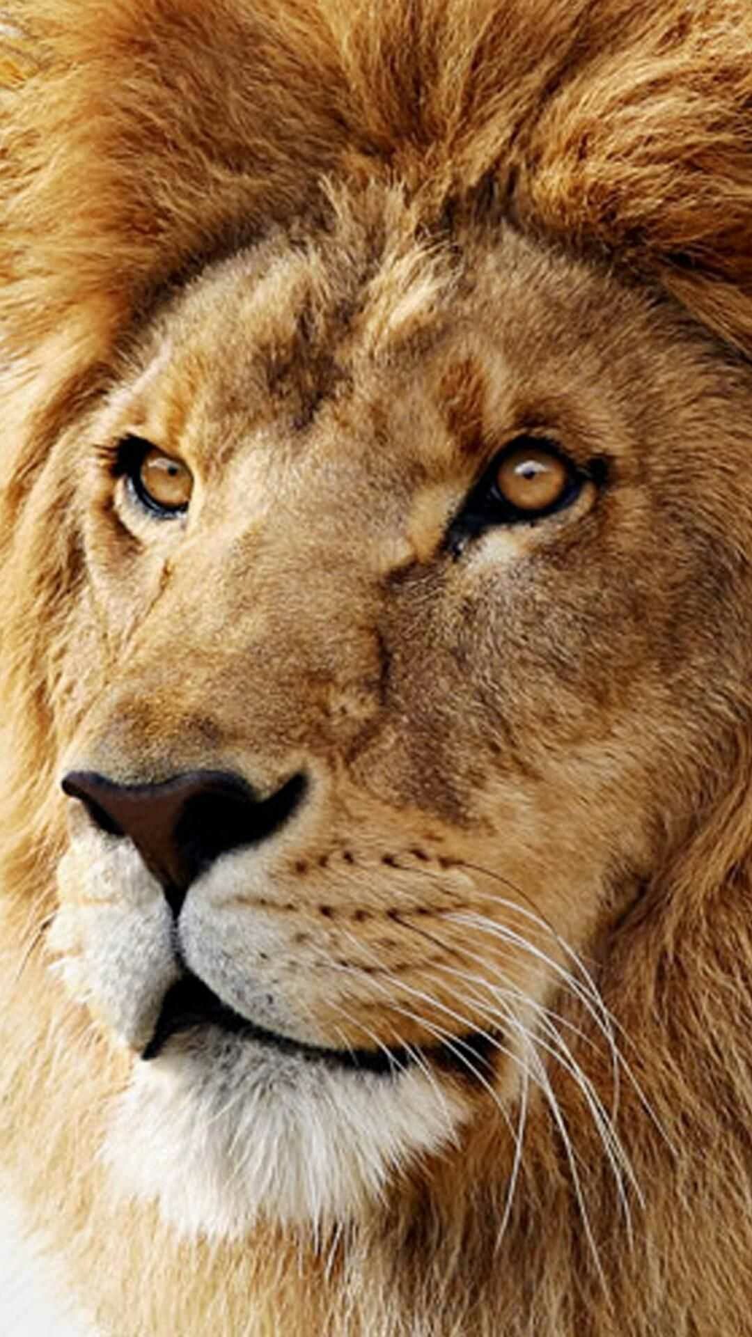 Lion's pride, Regal presence, Golden mane, Serene king, 1080x1920 Full HD Phone