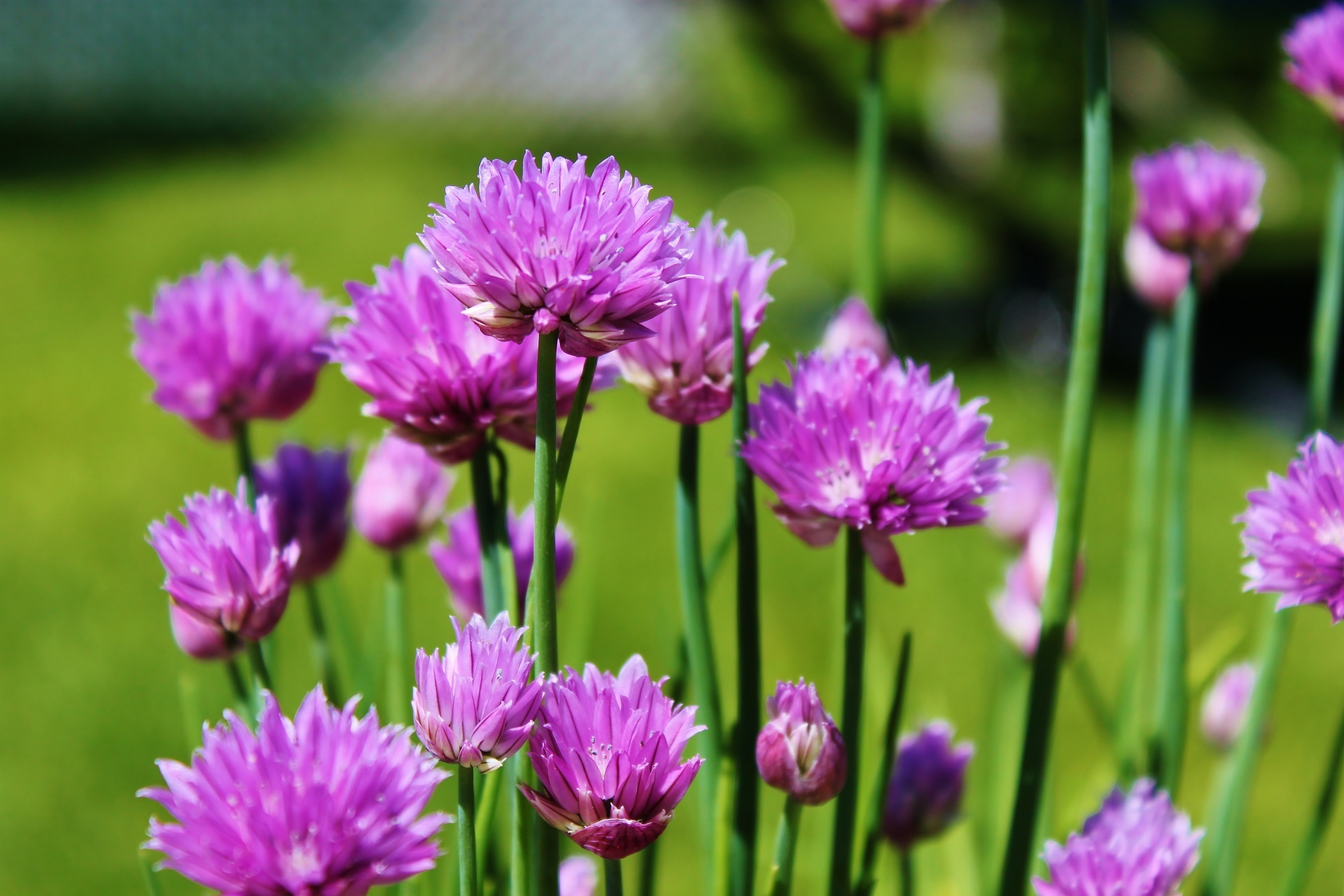 Chive growing, Harvest information, Culinary herb, Allium schoenoprasum, 1920x1280 HD Desktop