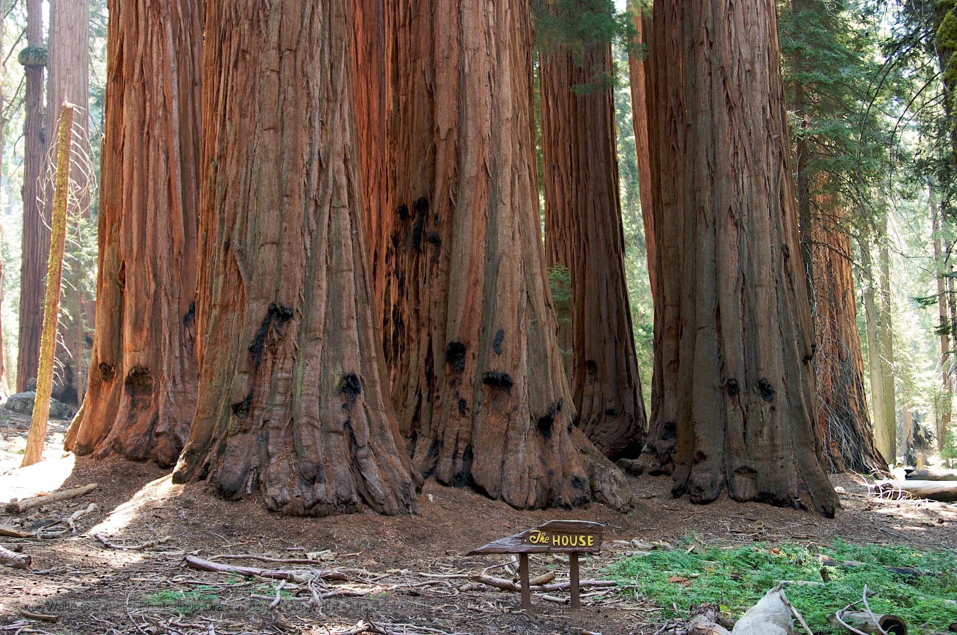 Sequoia backgrounds, Forest beauty, Tranquil scenes, Nature's marvels, 1920x1280 HD Desktop