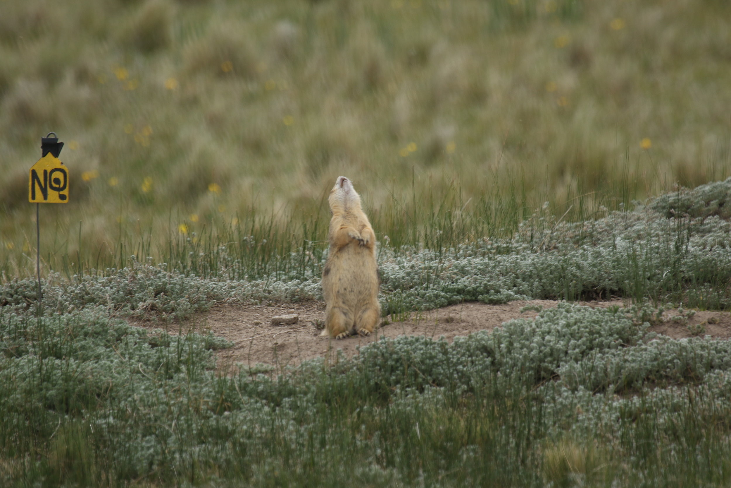 Prairie Dog vocalizations, Prairie Dog Project, 2500x1670 HD Desktop