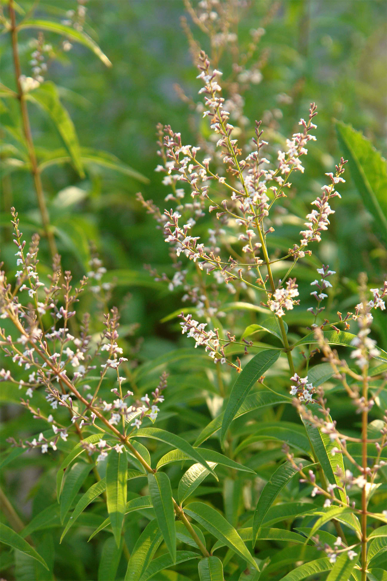 Lemon verbena facts, Health benefits, Herbal tea, Digestive aid, 1300x1950 HD Phone