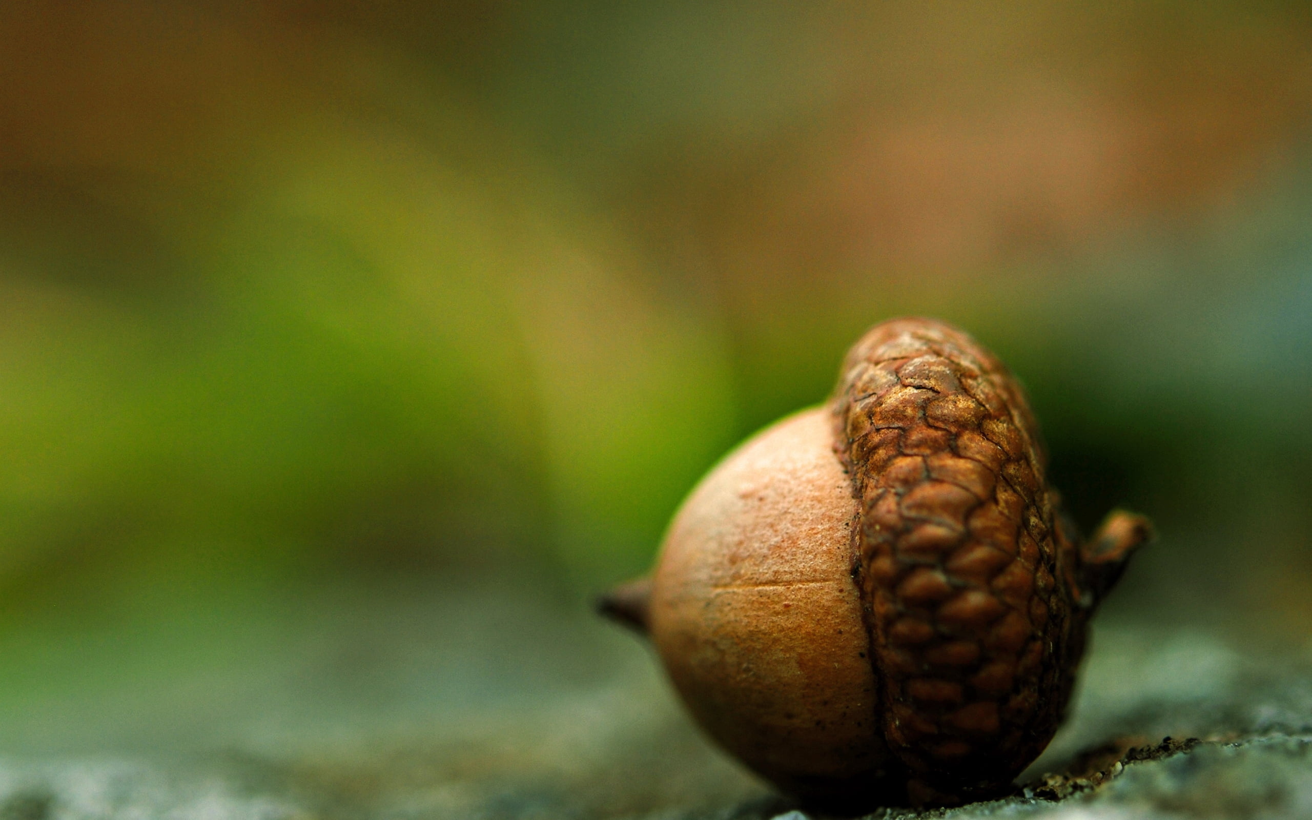 Green and brown, Leaf HD wallpaper, Acorns, With, 2560x1600 HD Desktop