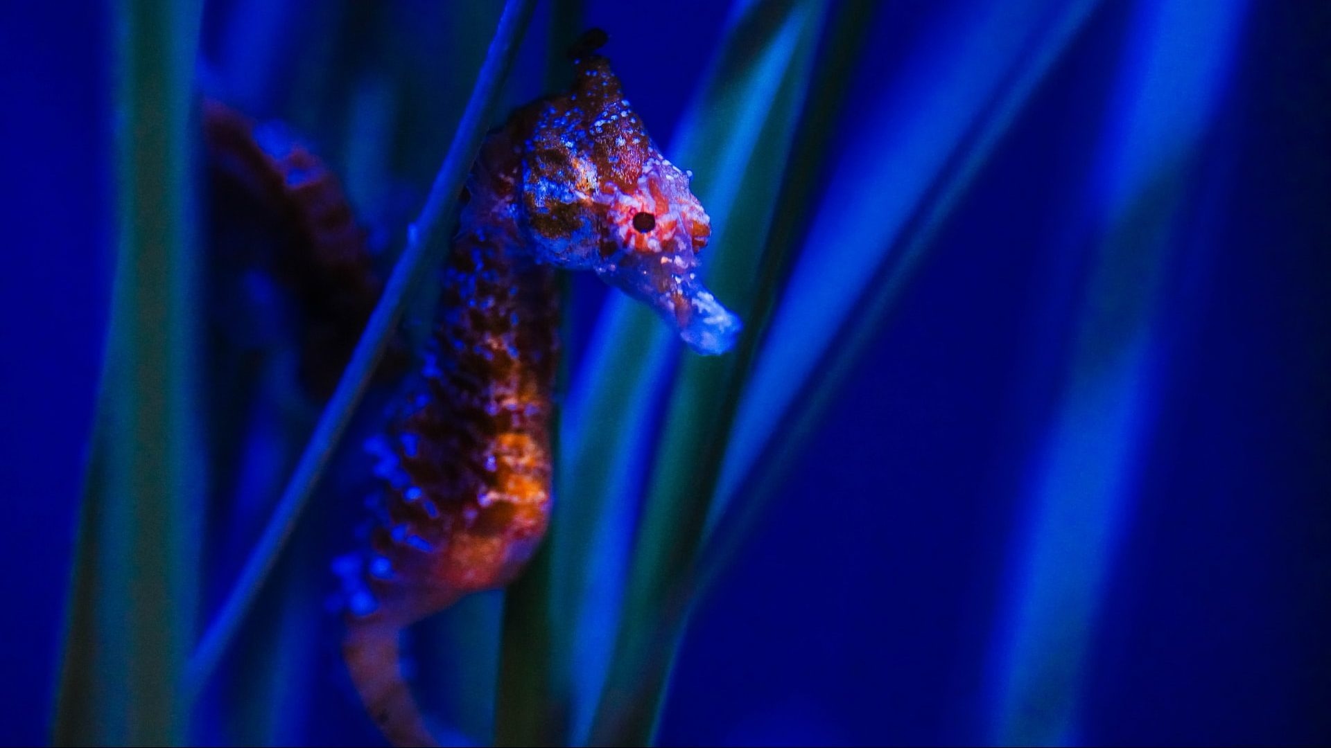 Seahorse, Life-changing, Goodness Exchange, Animals, 1920x1080 Full HD Desktop