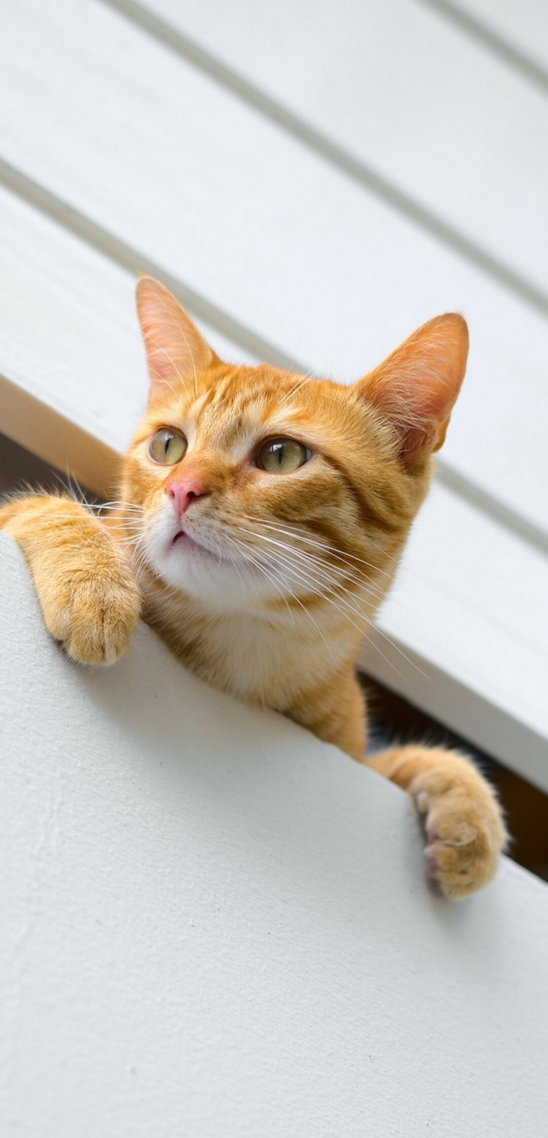 Curious cat, Orange kitten, Huawei P20 Pro, 1080x2240 HD Phone