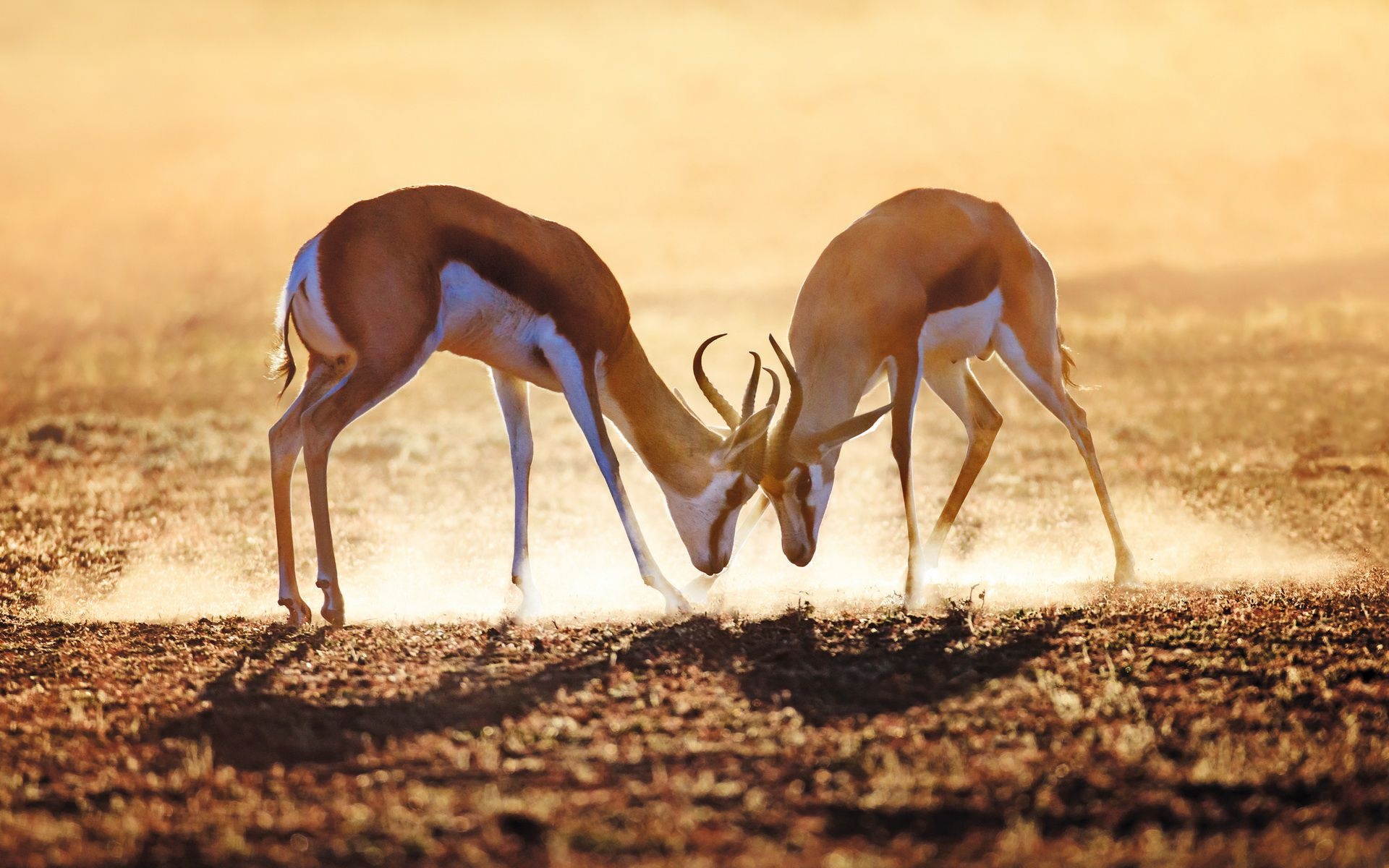 Antelope phone desktop wallpapers, Picturesque scenery, Wildlife photography, Serenity, 1920x1200 HD Desktop