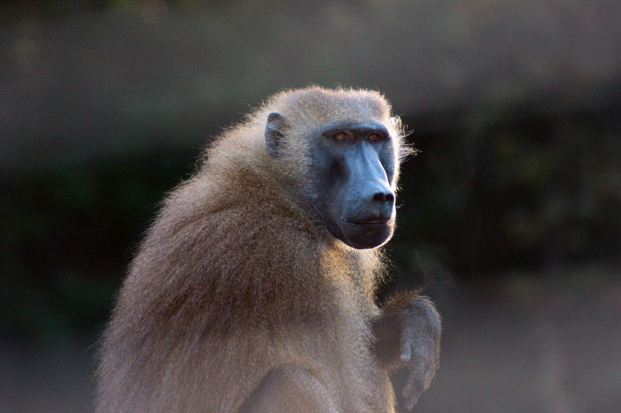 Guinea baboon, Baboon Wallpaper, 2050x1370 HD Desktop