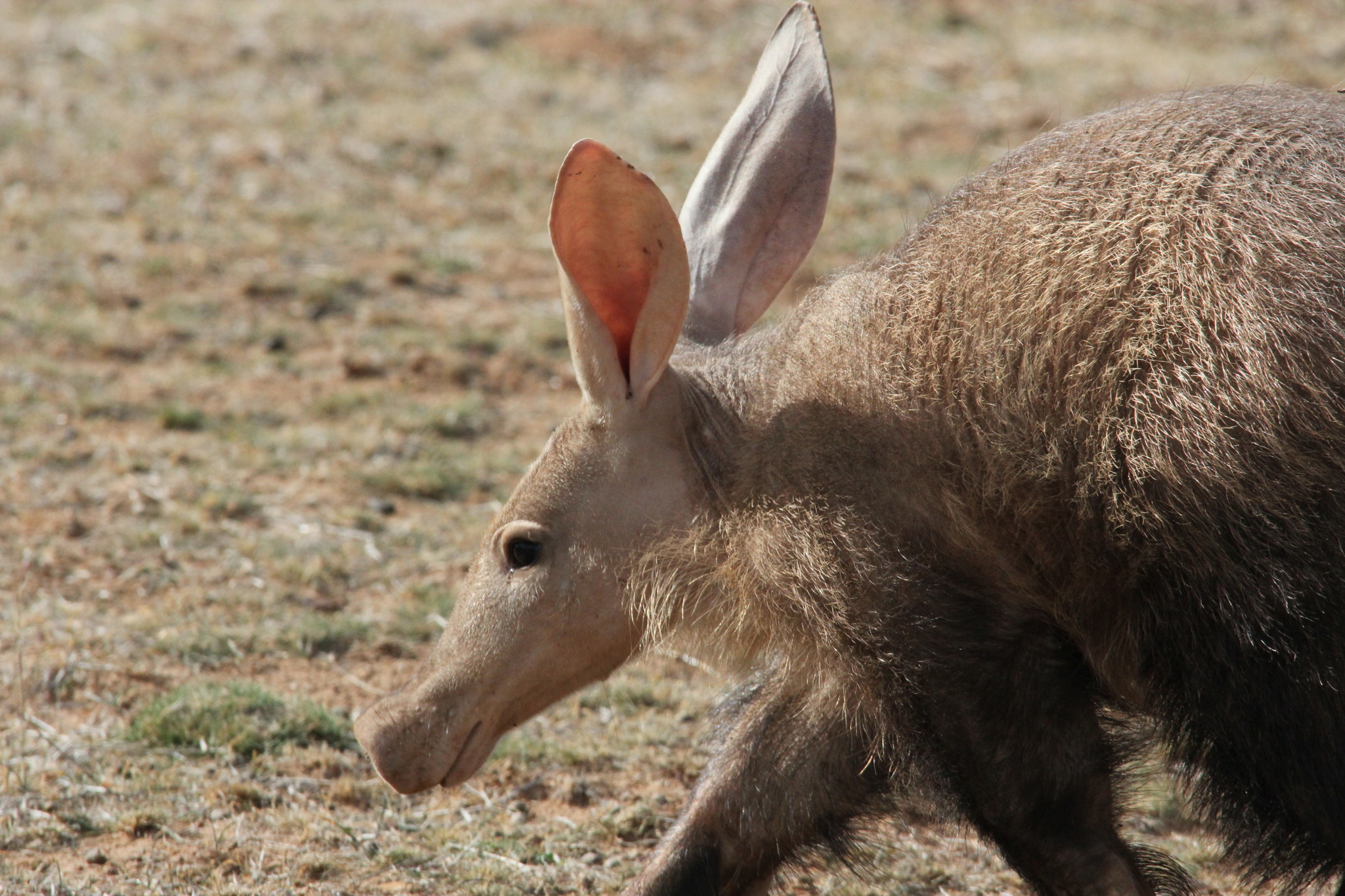 Aardvark, Orycteropodidae family, Inaturalist canada, Biodiversity, 2050x1370 HD Desktop