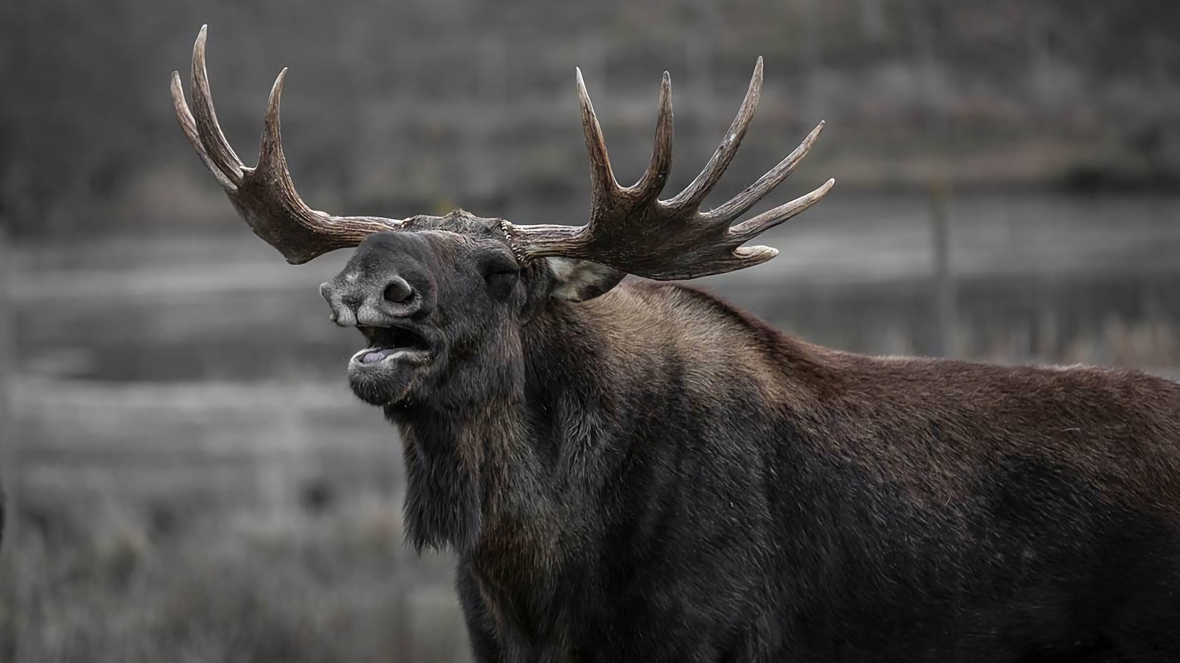 Elk (Animals), Enchanting meadows, Pristine forests, Harmonious coexistence, 2400x1350 HD Desktop