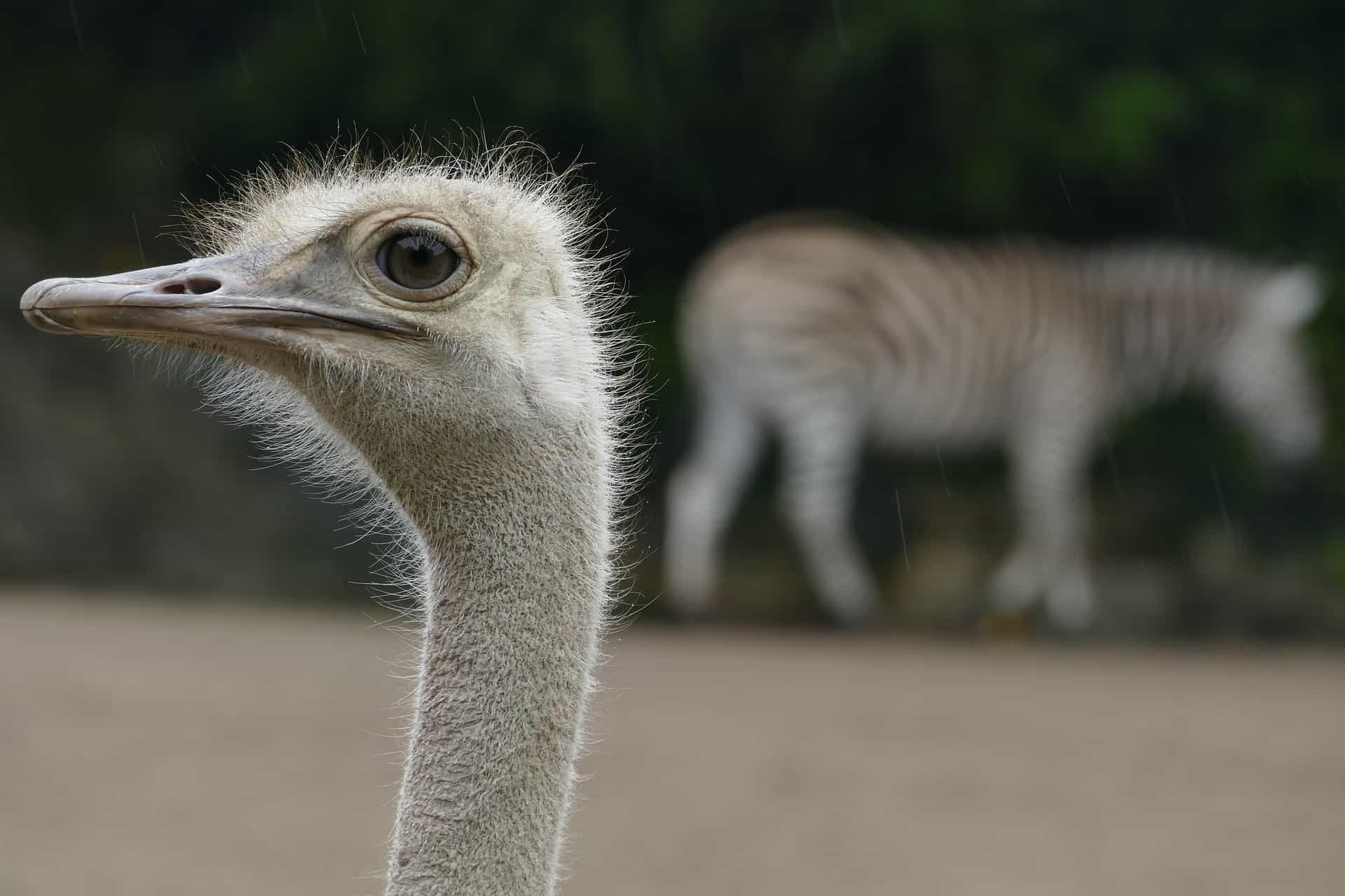 Ostriches and zebras, Mutualism in nature, Ecological relationships, African wildlife, 1920x1280 HD Desktop