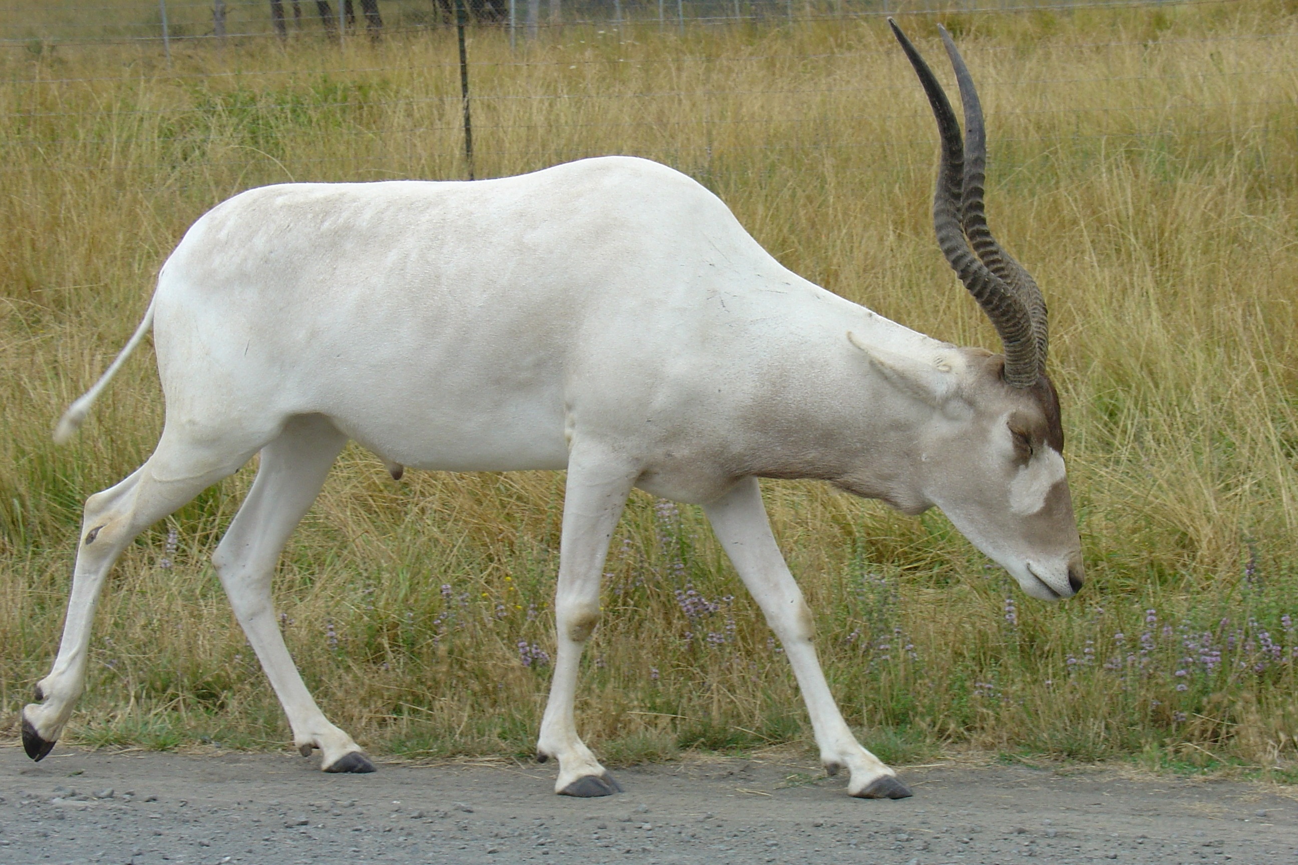 Beautiful white, Antelope walking, Free image, Addax, 2600x1730 HD Desktop