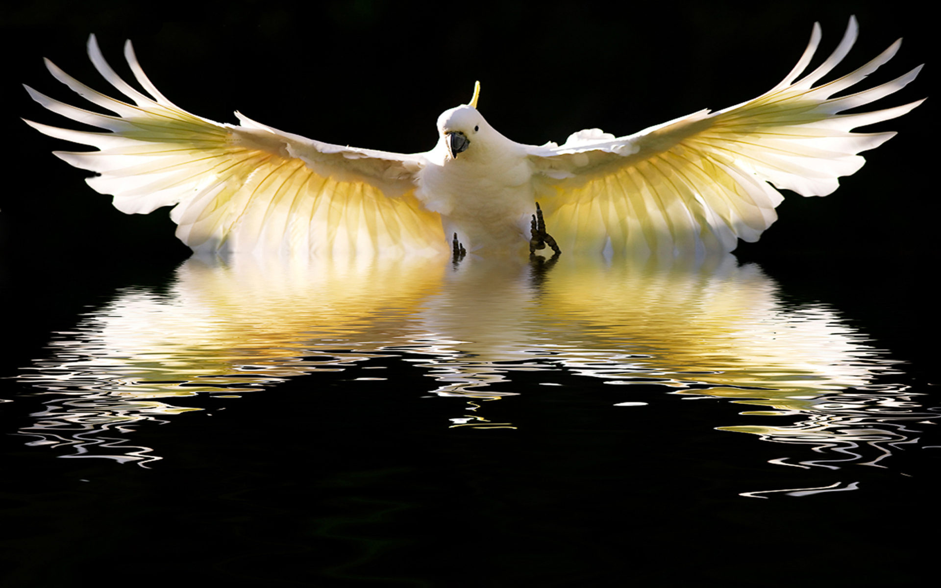 Sulphur crested cockatoo, In-flight beauty, Majestic bird, Nature's marvel, 1920x1200 HD Desktop