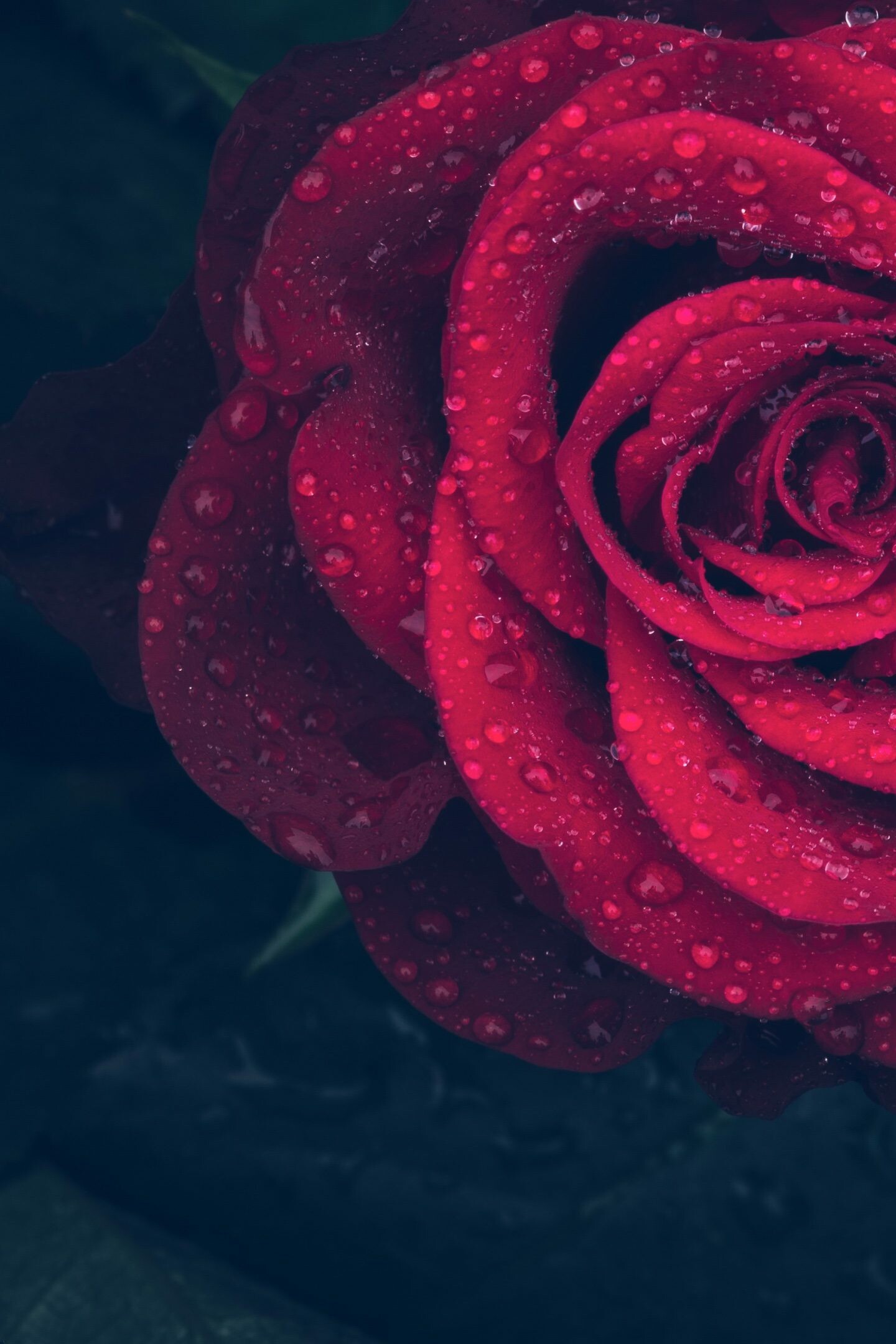 Red rose with water drops, Refreshing beauty, Dew-kissed petals, Nature's grace, 1440x2160 HD Phone