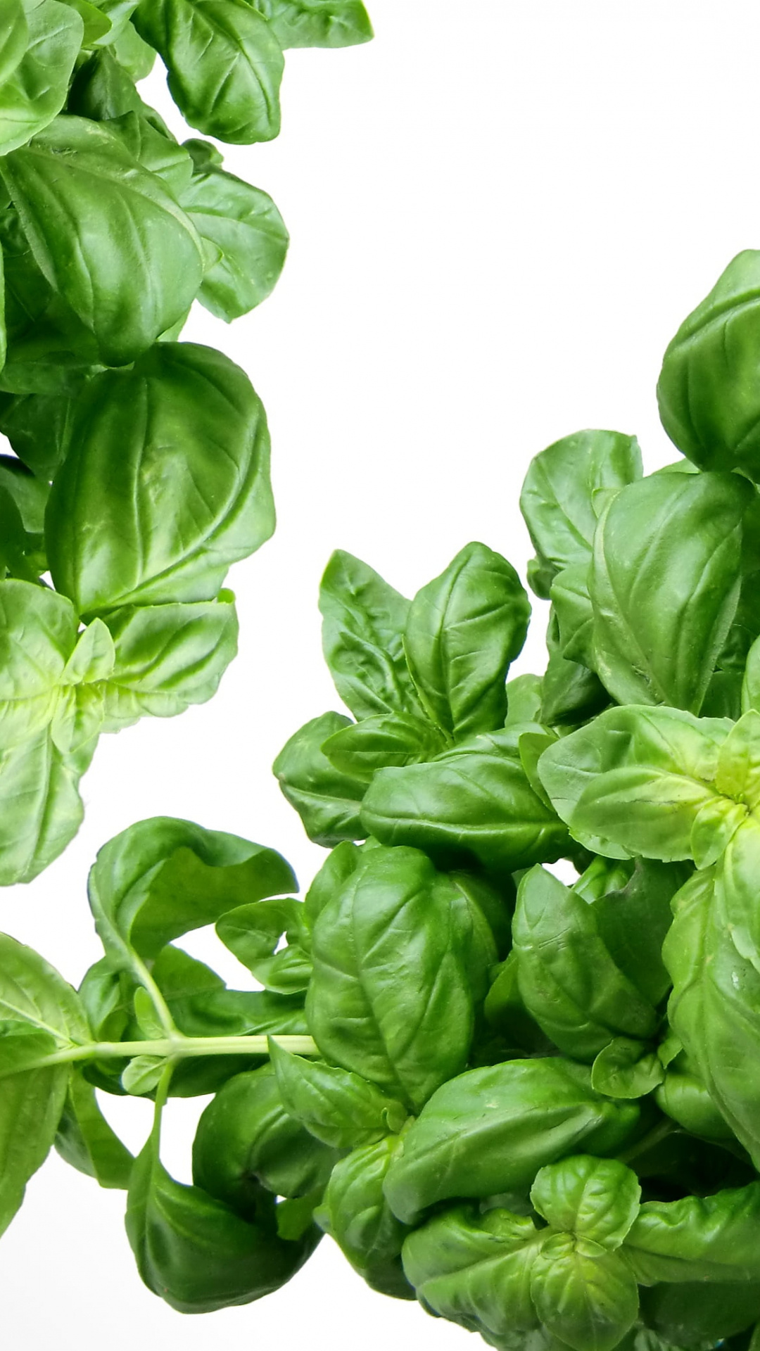 Green basil, High-resolution wallpaper, Desktop and mobile, Herb wallpaper, 1080x1920 Full HD Phone