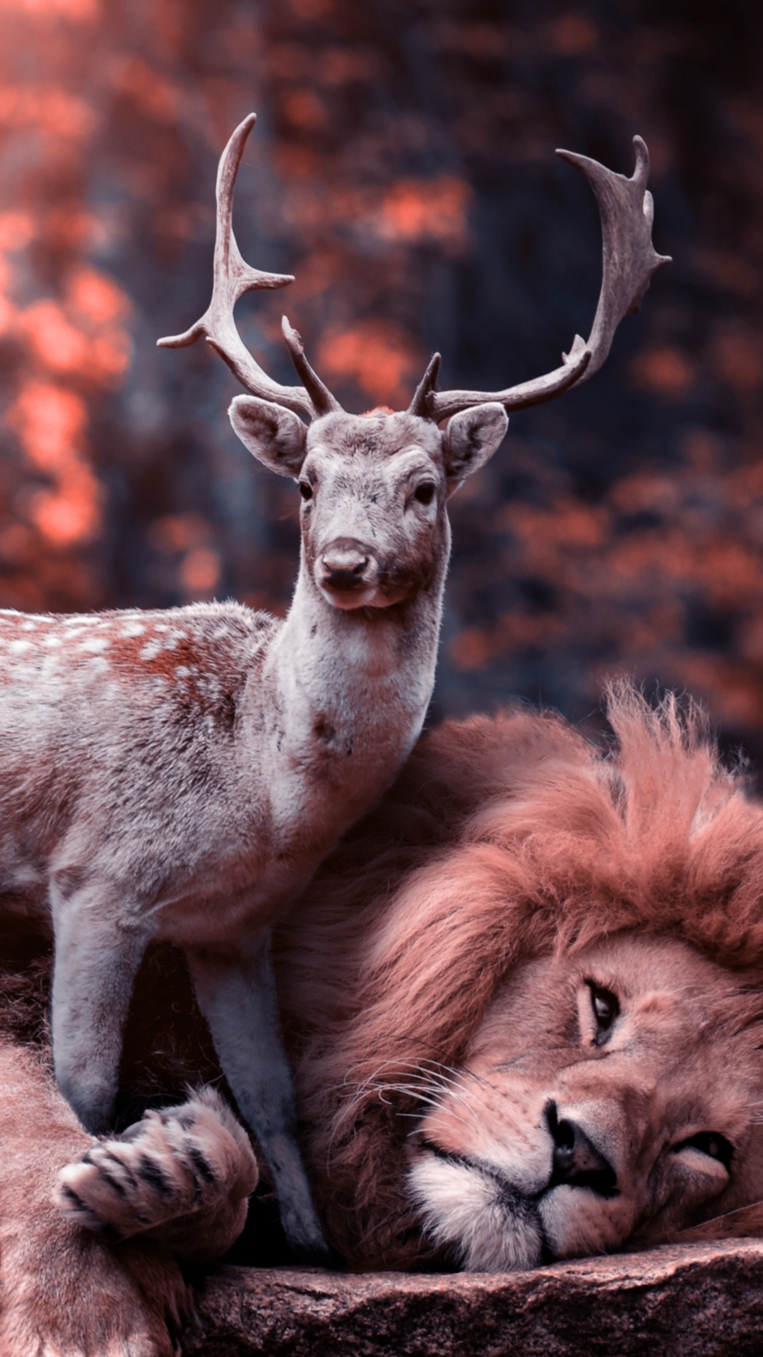 Lion and deer, Wild Animals Wallpaper, 1080x1920 Full HD Phone