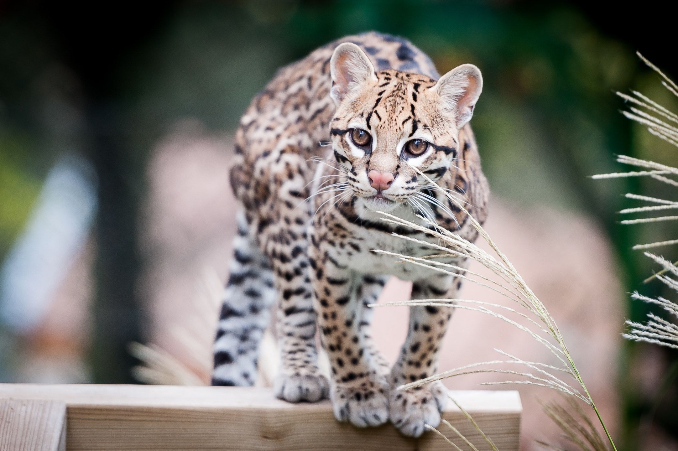 Ocelot, Spotted cat, Wildcat beauty, Graceful creature, 2170x1440 HD Desktop