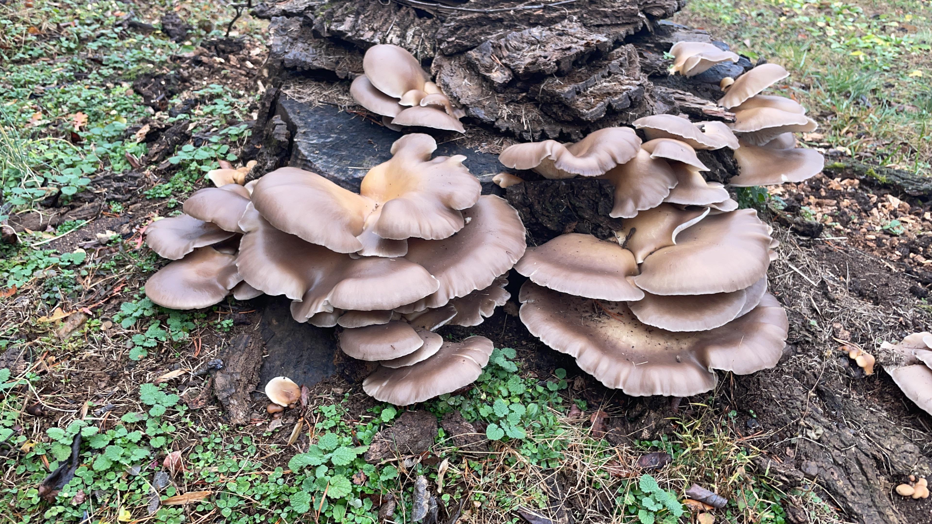 Oyster mushrooms, Fungal research, Mycology enthusiasts, Mushroom enthusiasts, 3840x2160 4K Desktop