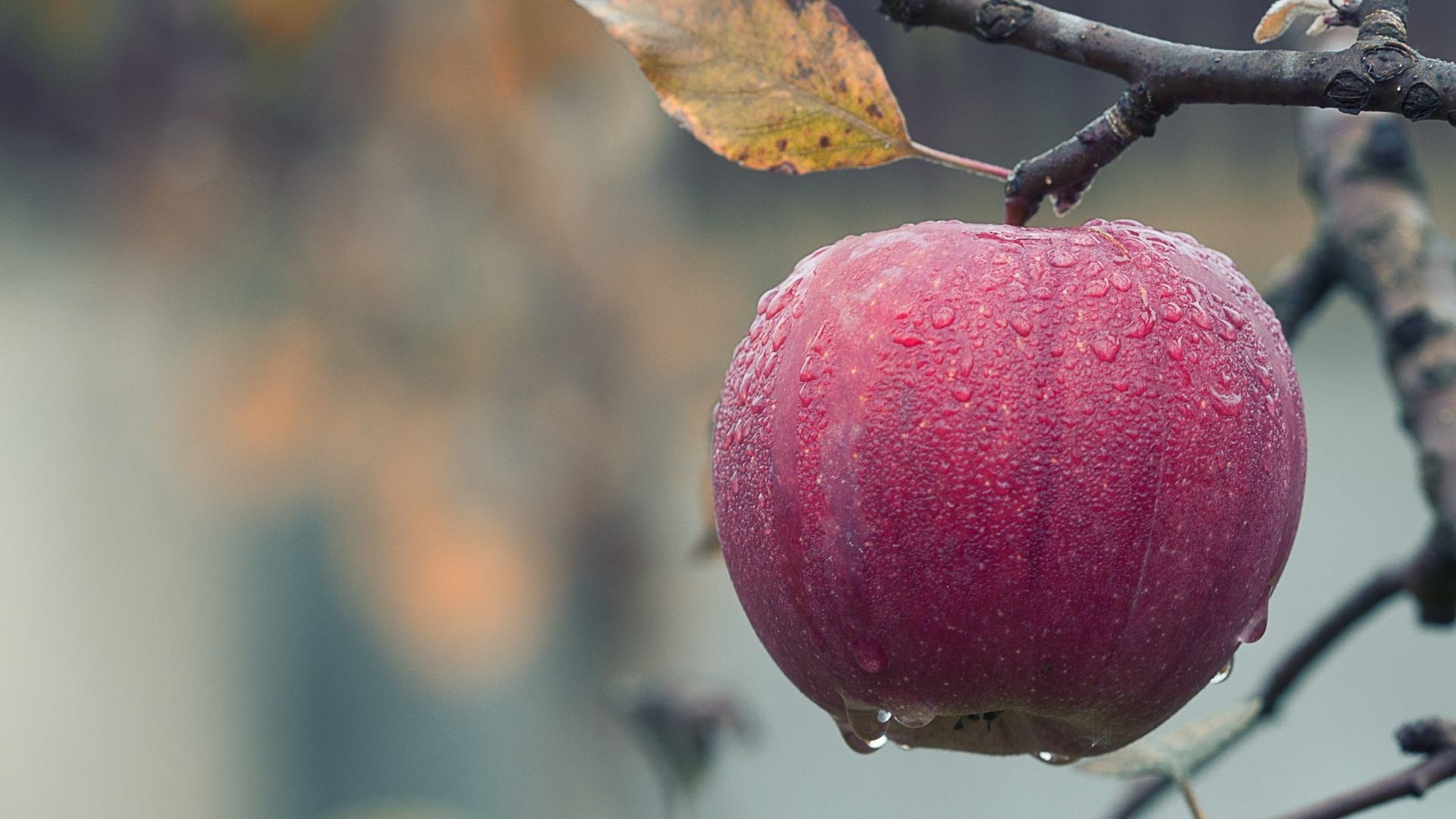 Apple Tree, Apple on a tree branch, Laptop, Full HD, 1920x1080 Full HD Desktop